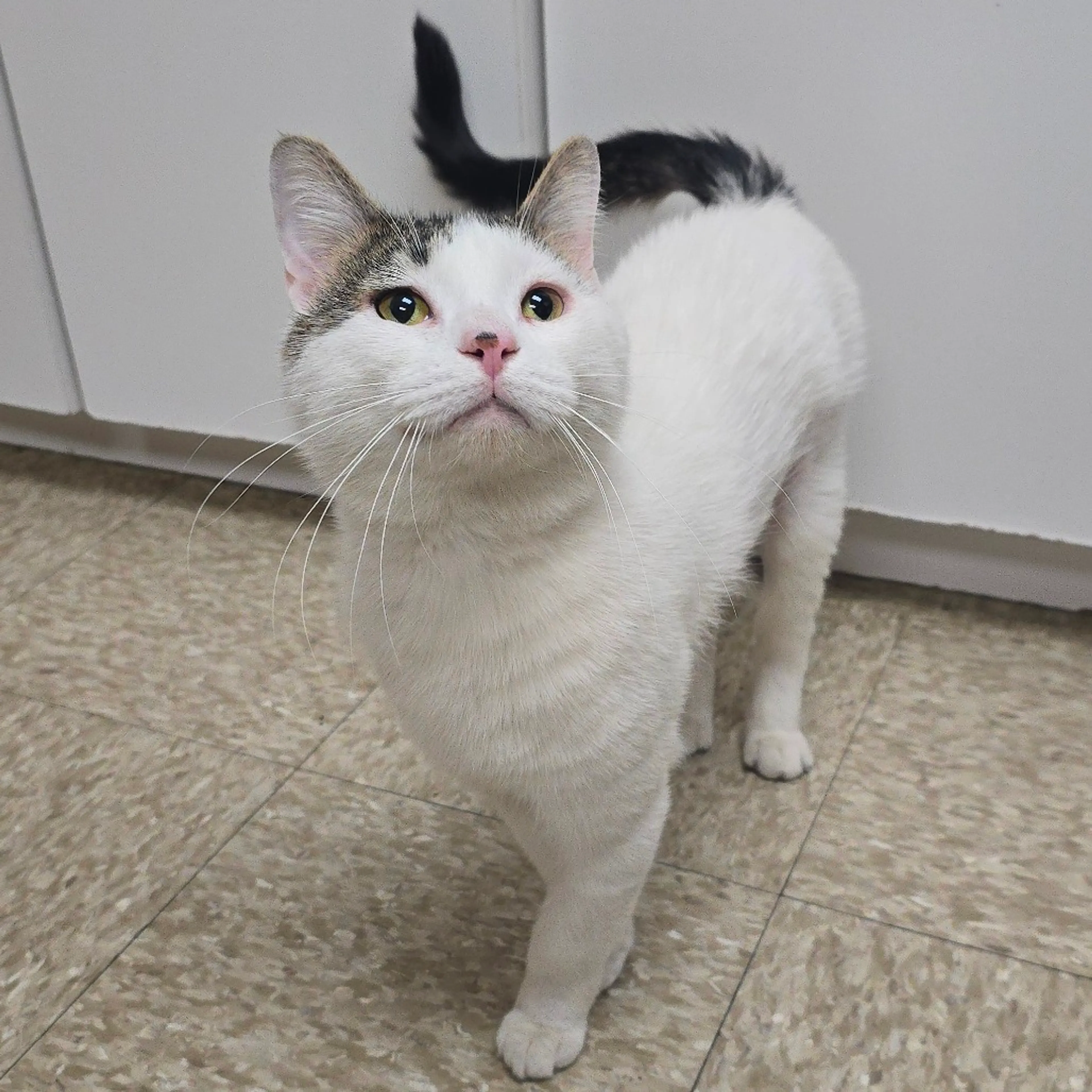 Found pet