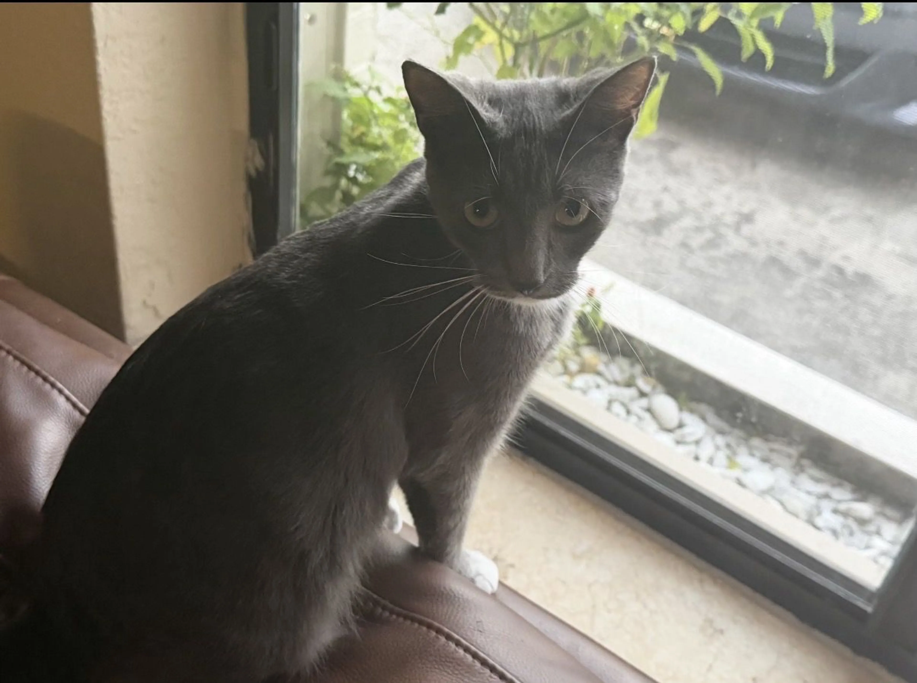Lost pet