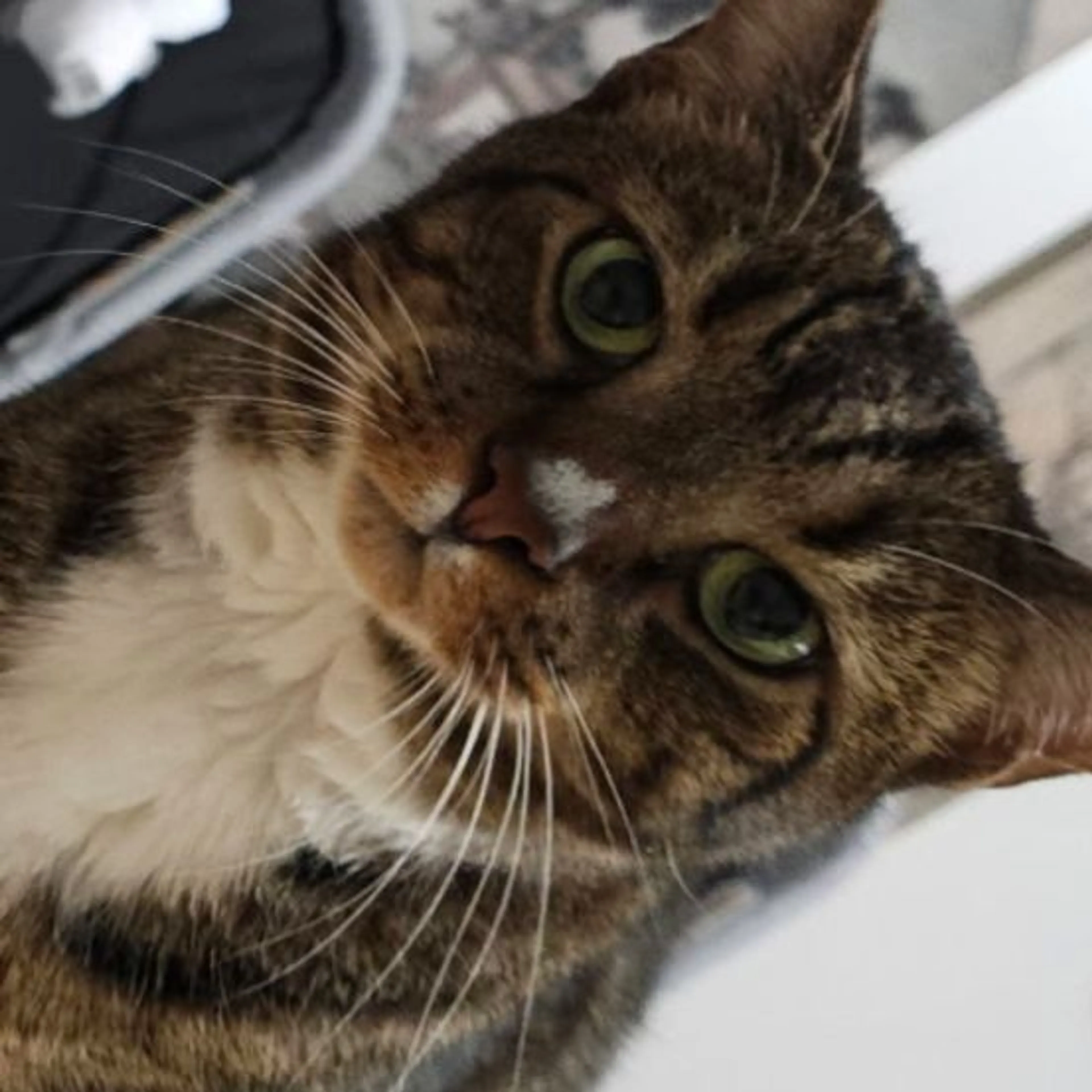 Lost pet-0