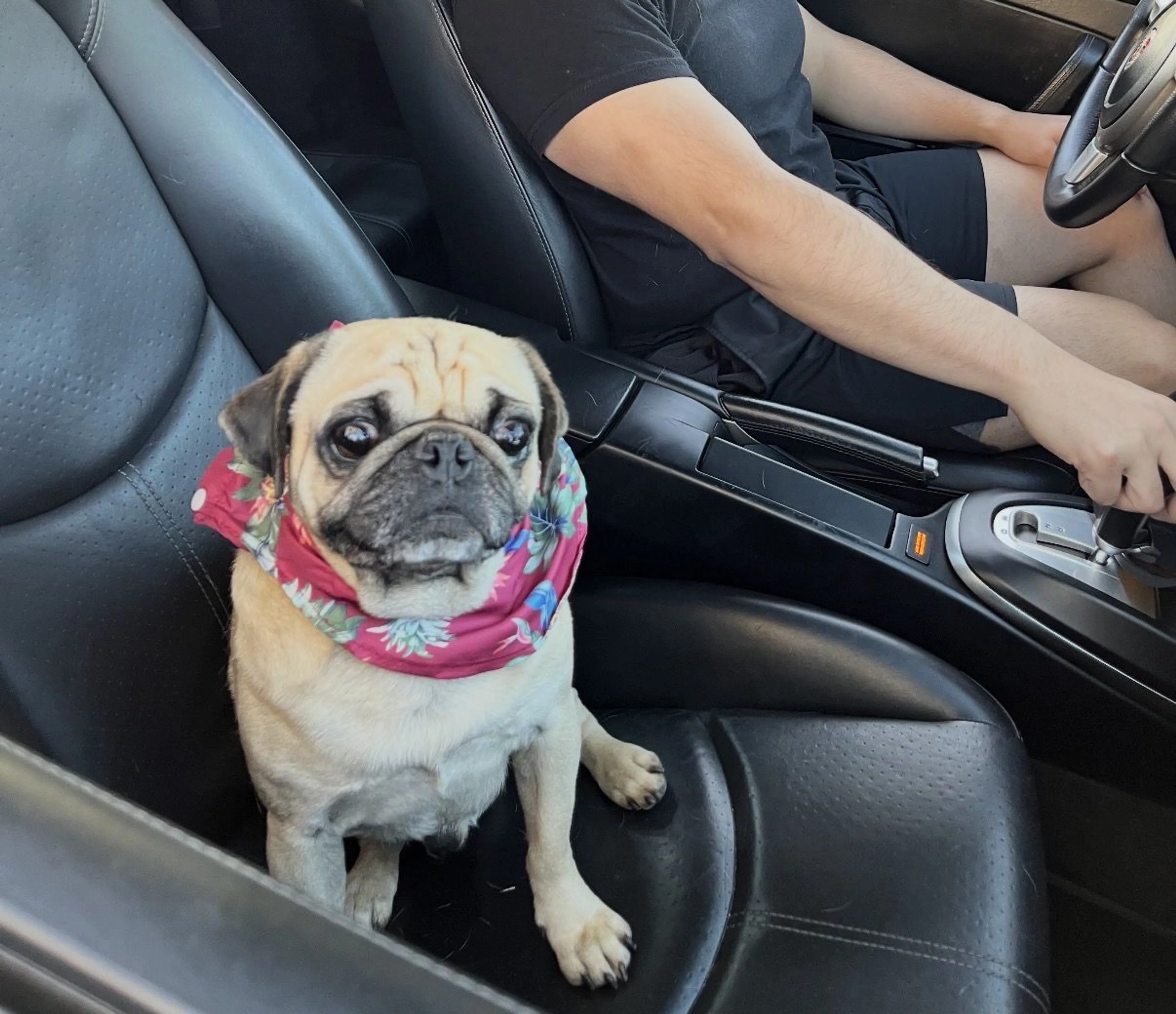 Lost pet-1
