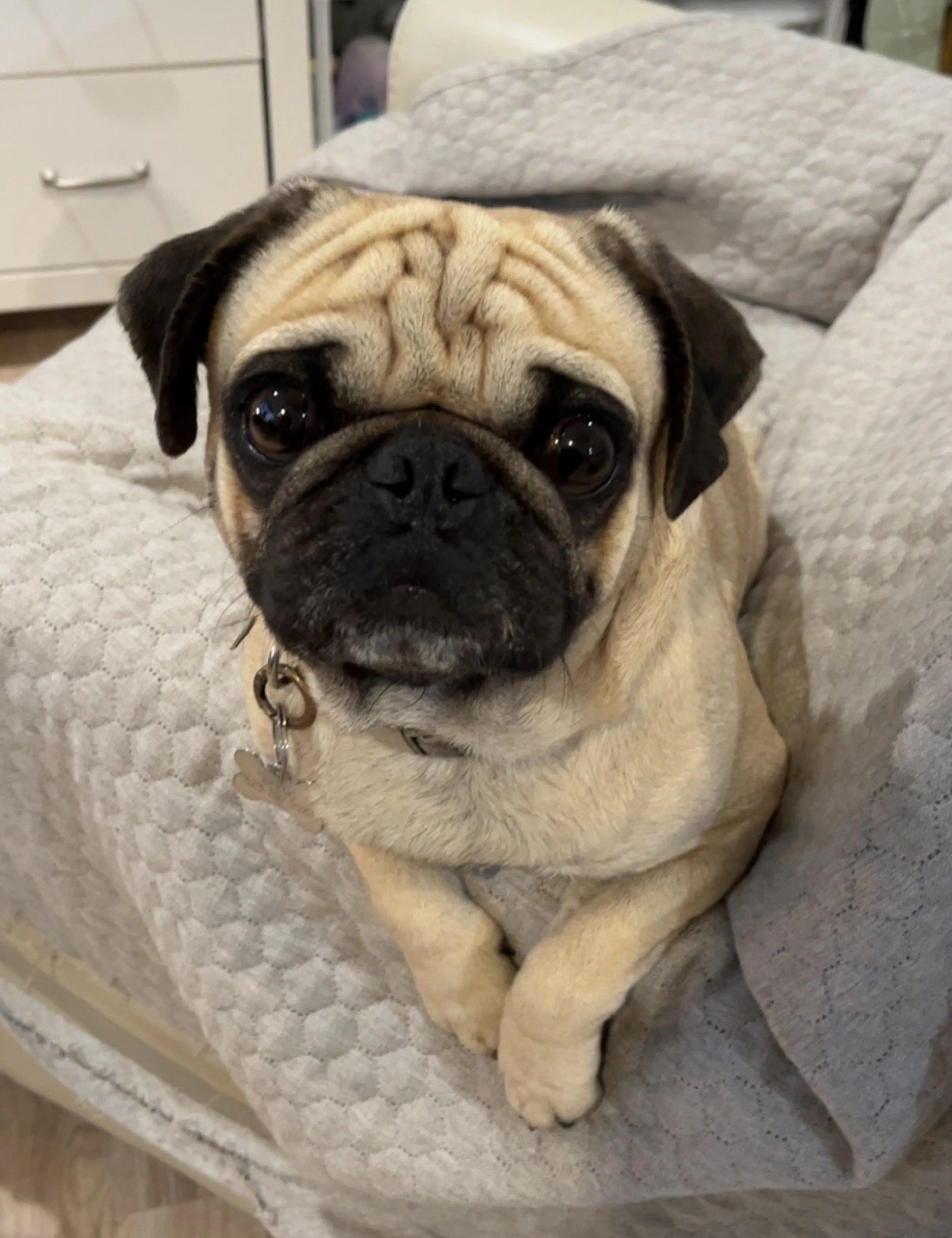 Lost pet-2