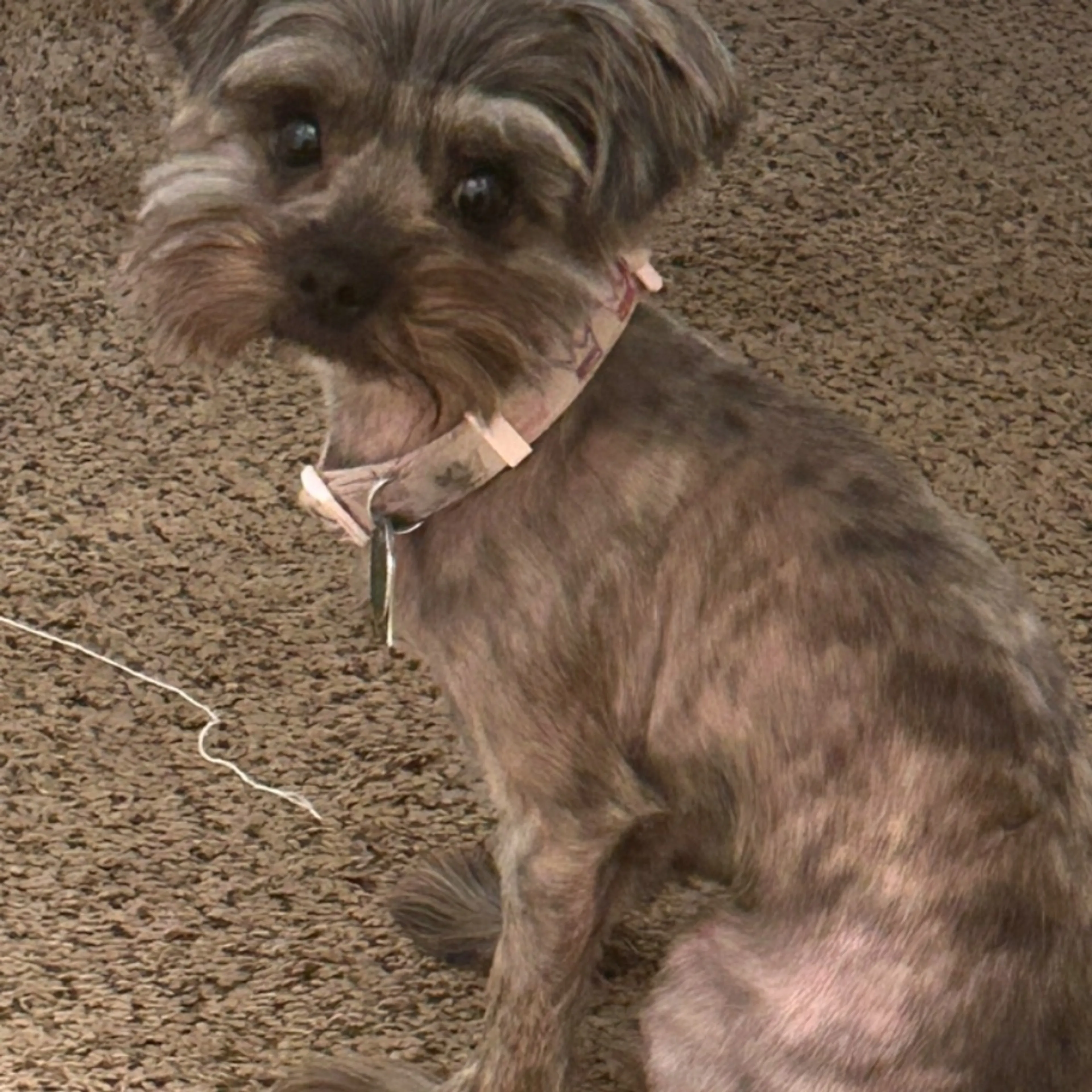 Lost pet
