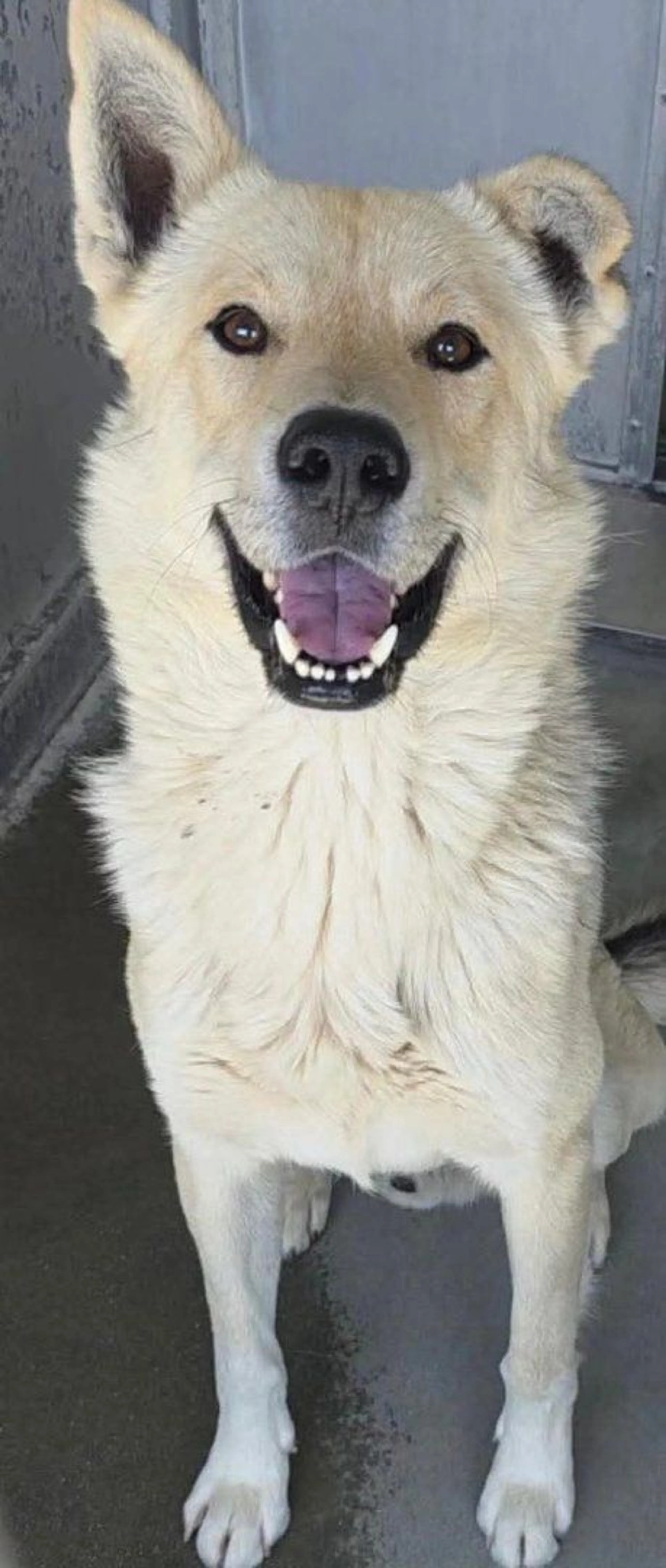 Lost pet