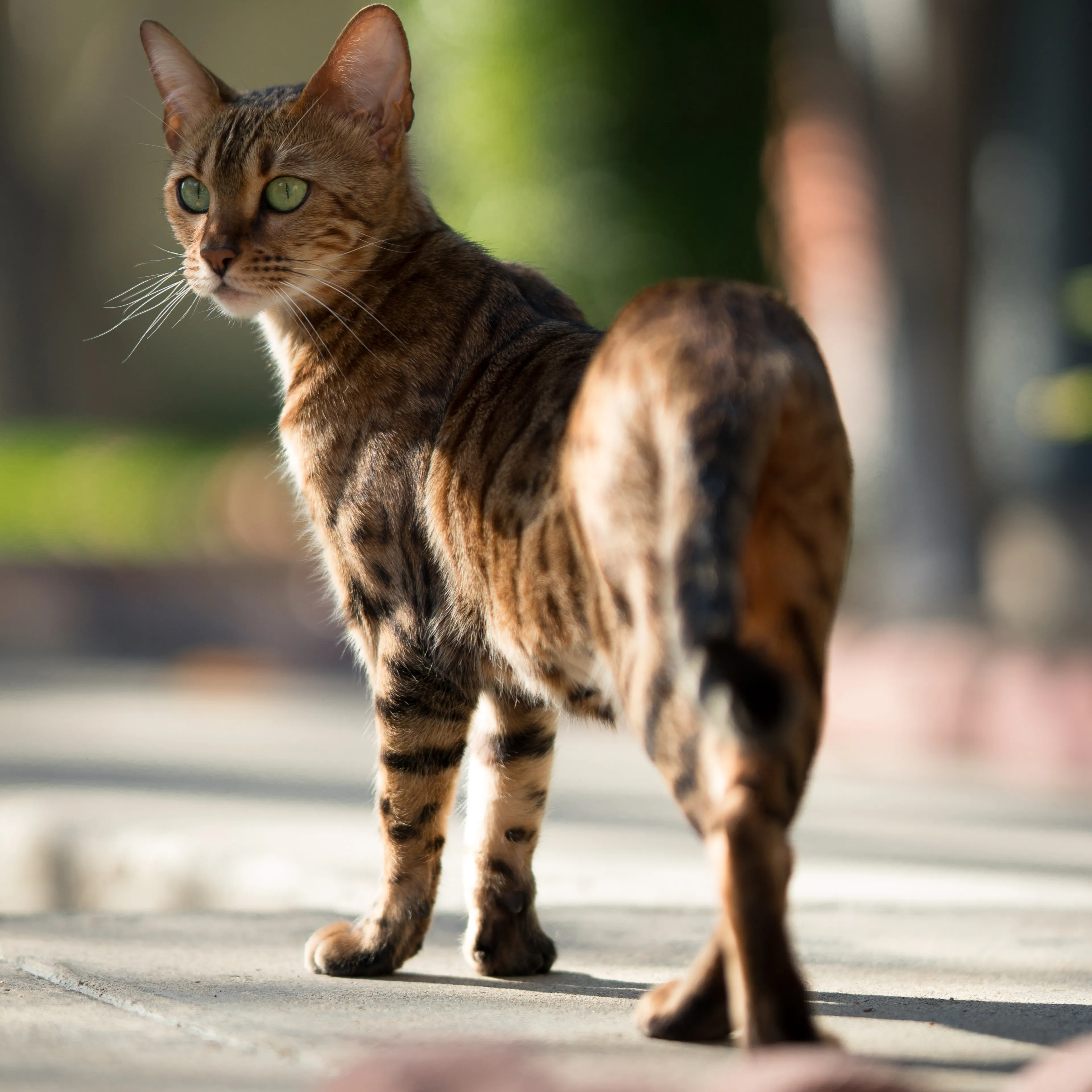Lost pet-1