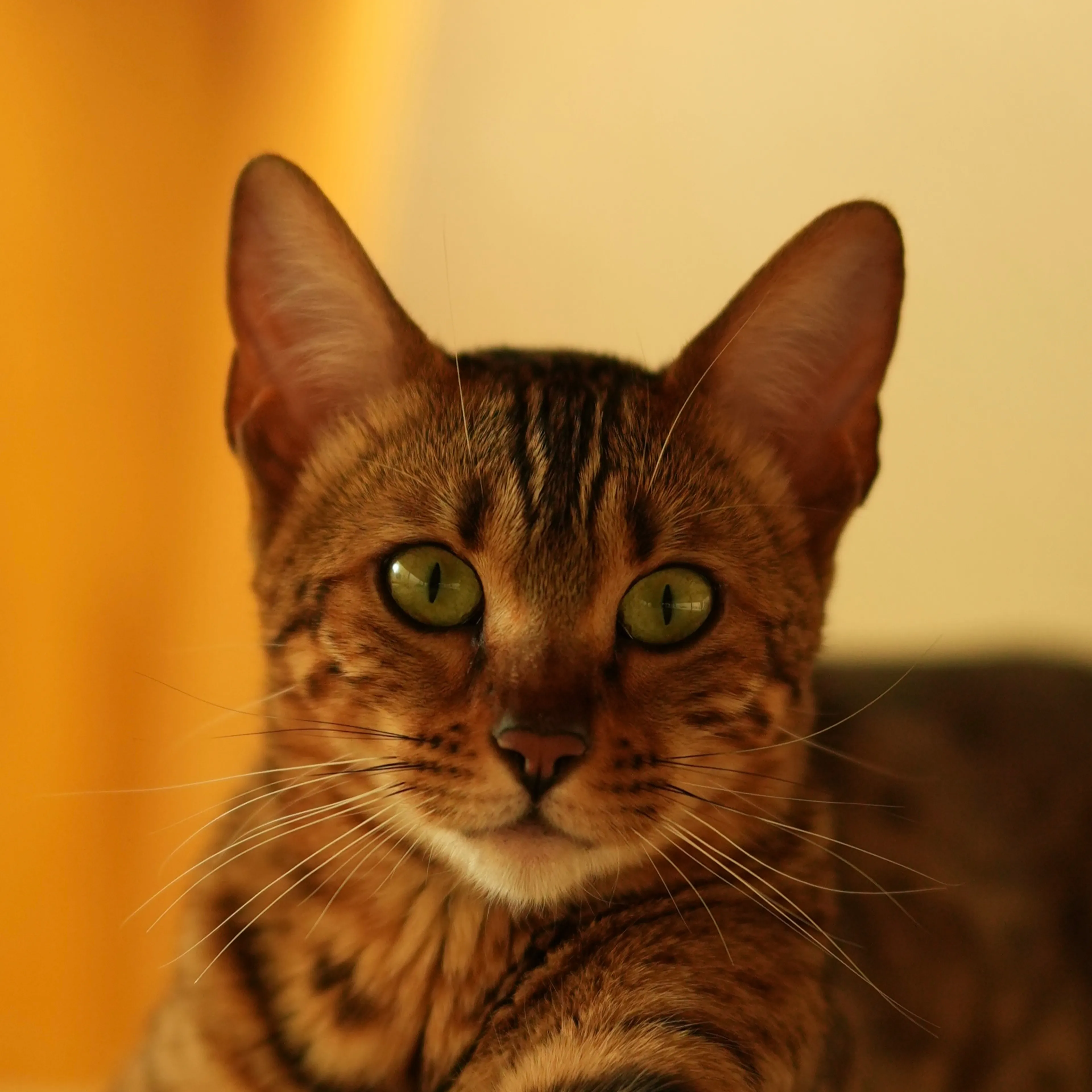 Lost pet-2