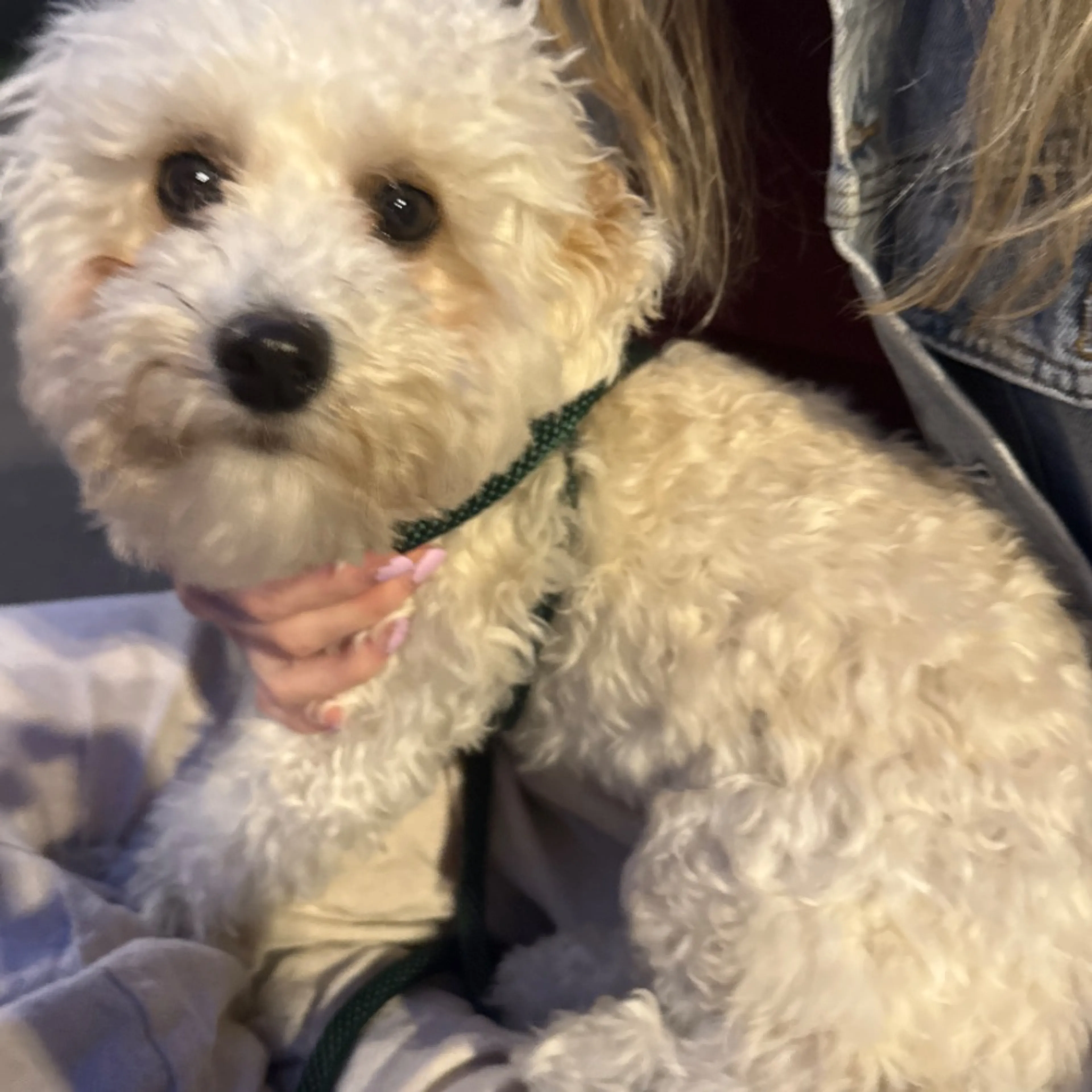 Found pet