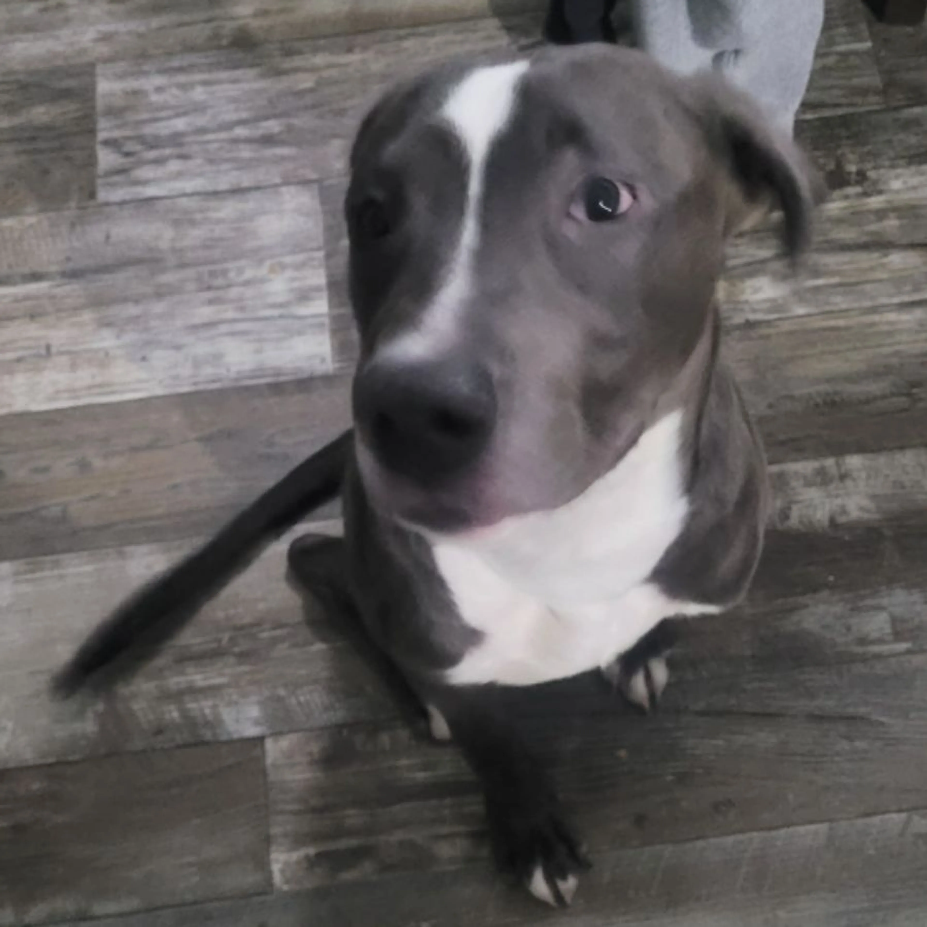 Found pet