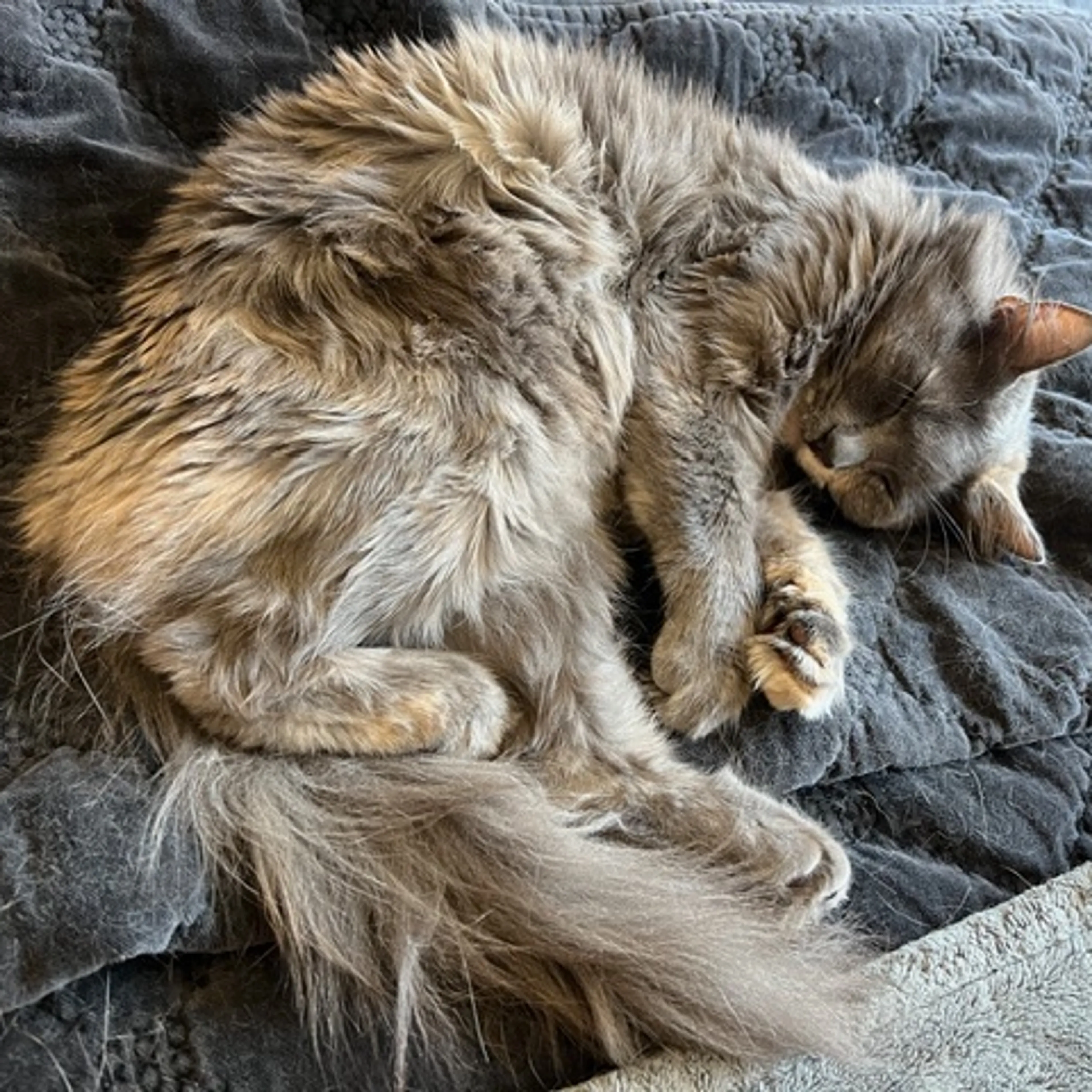 Lost pet-2