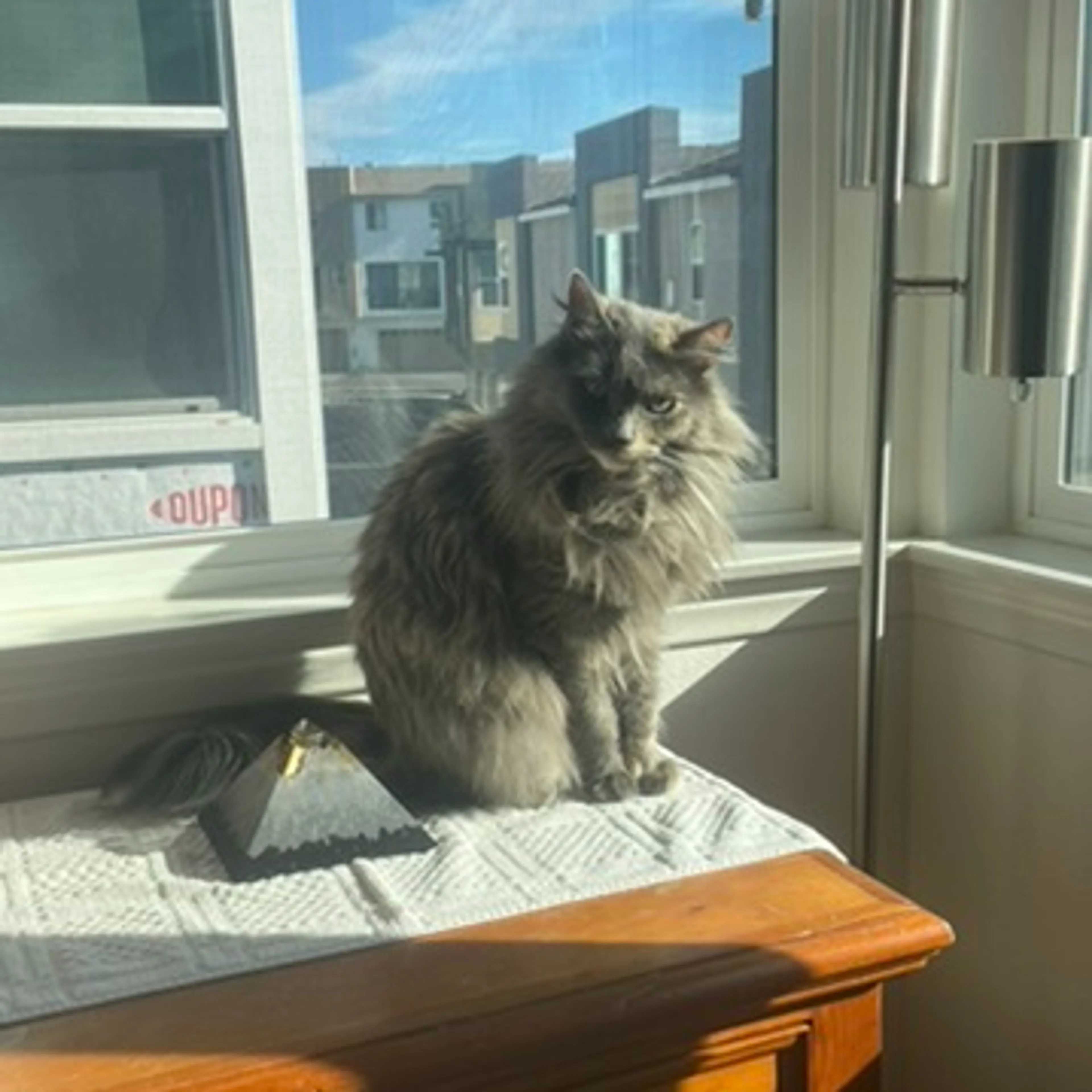 Lost pet-3