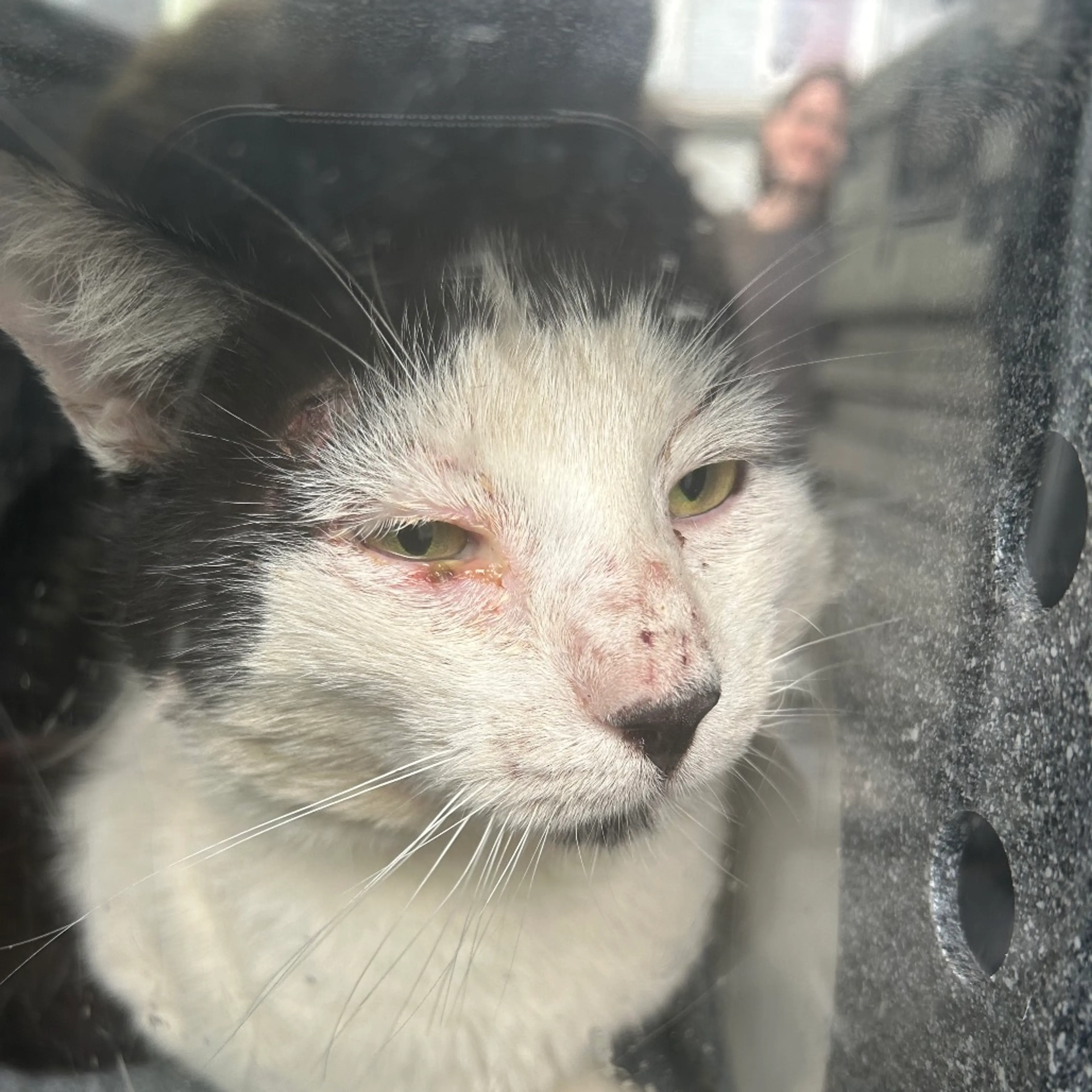 Found pet