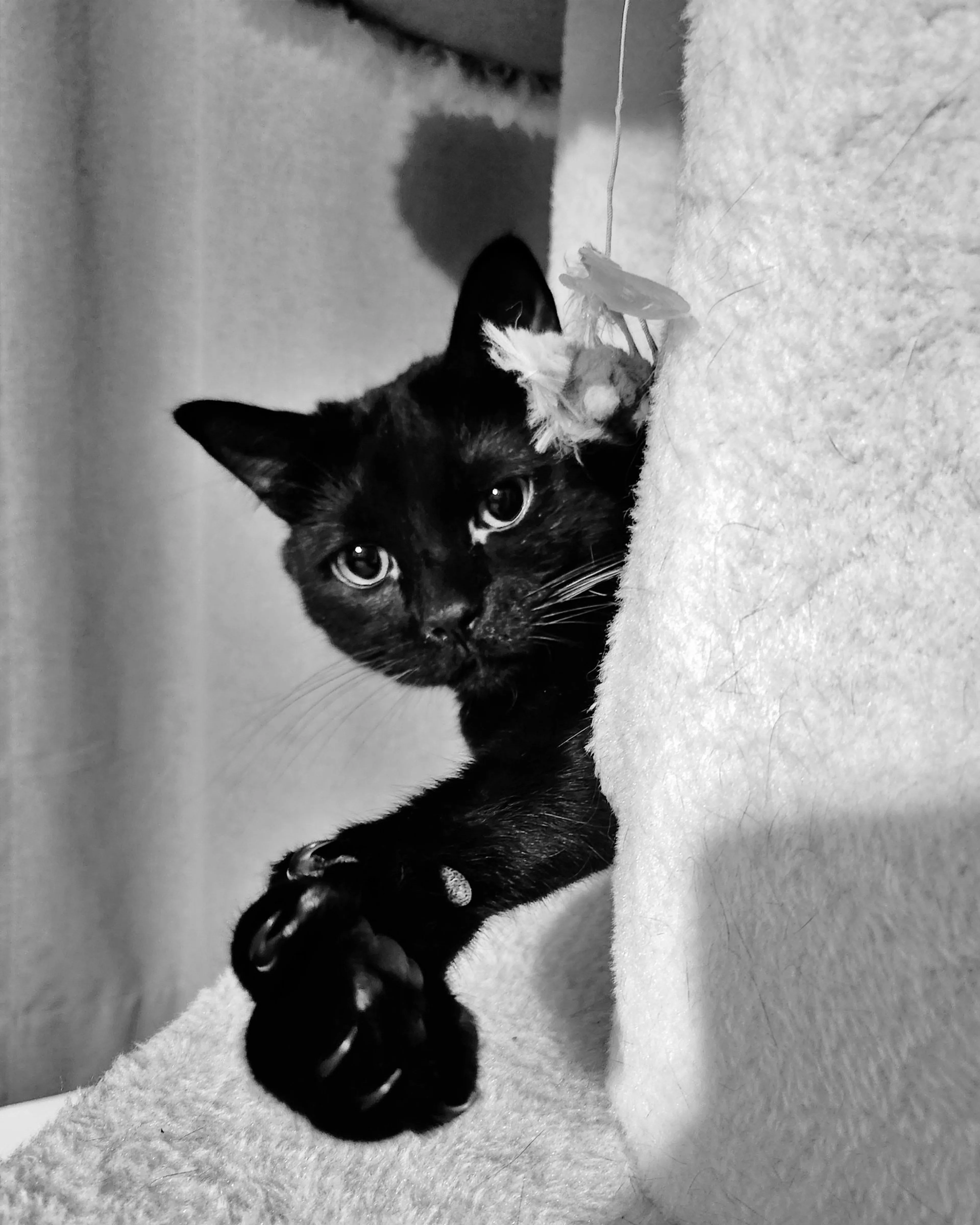 Found pet-1