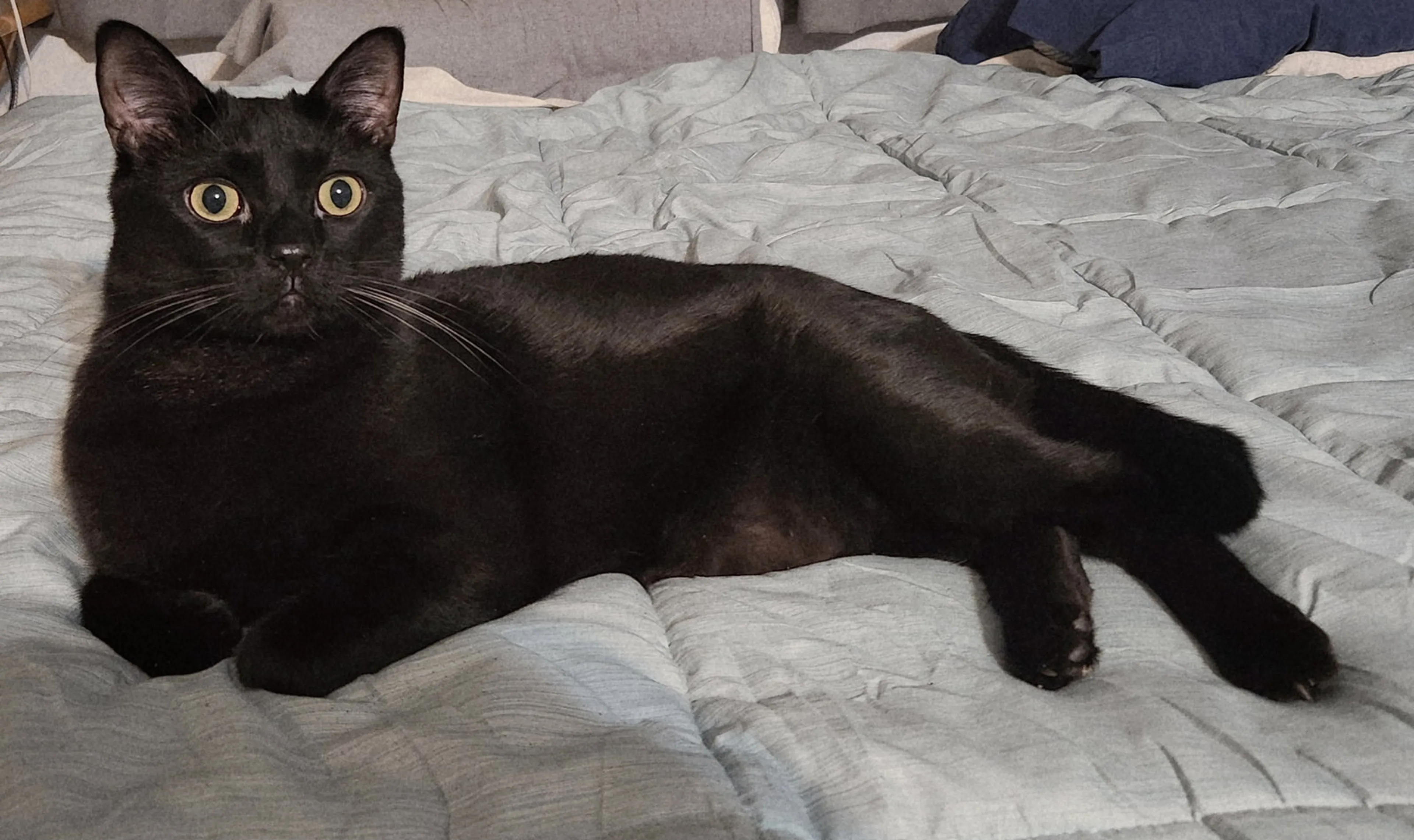 Found pet-2