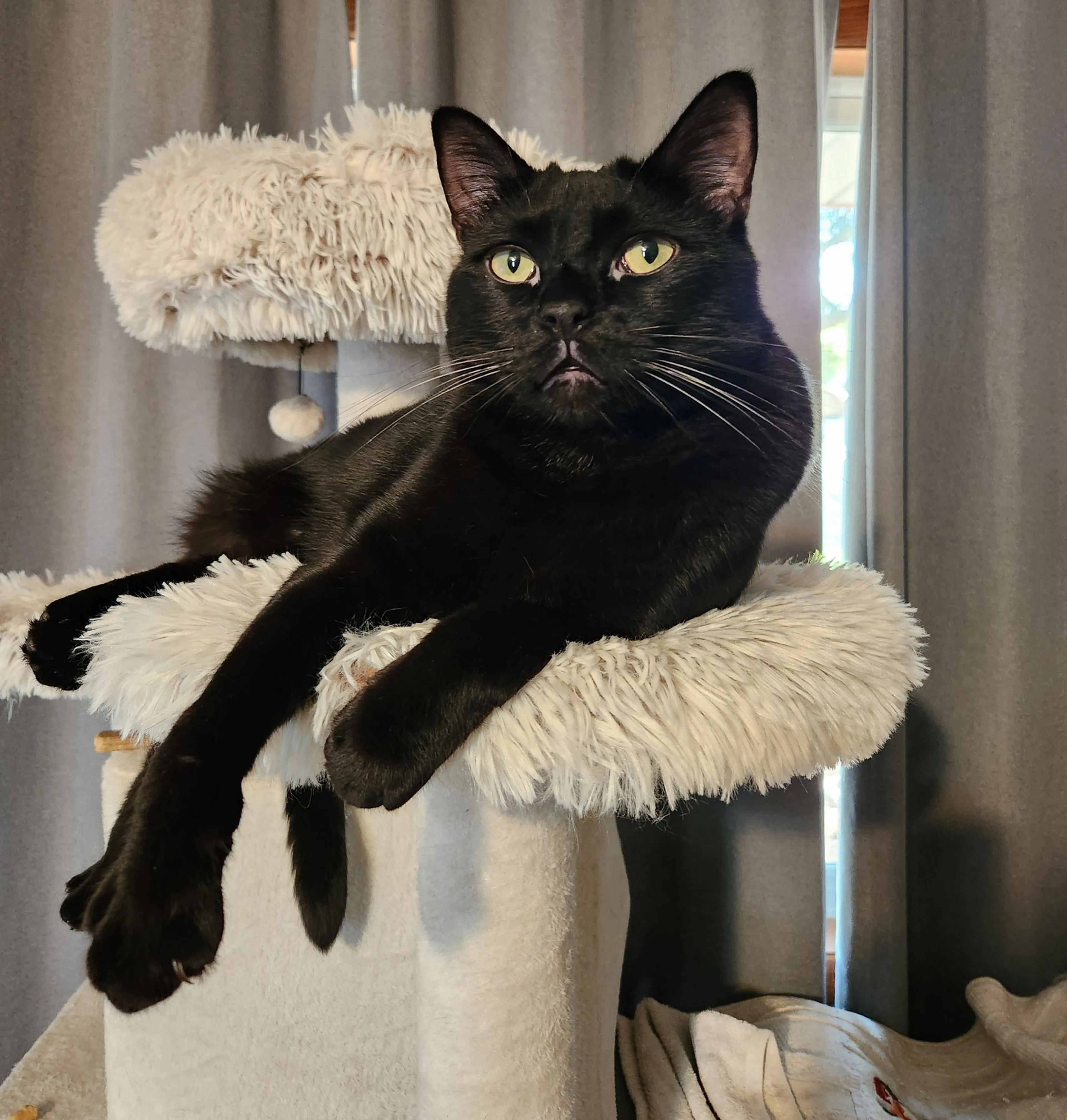 Found pet-3