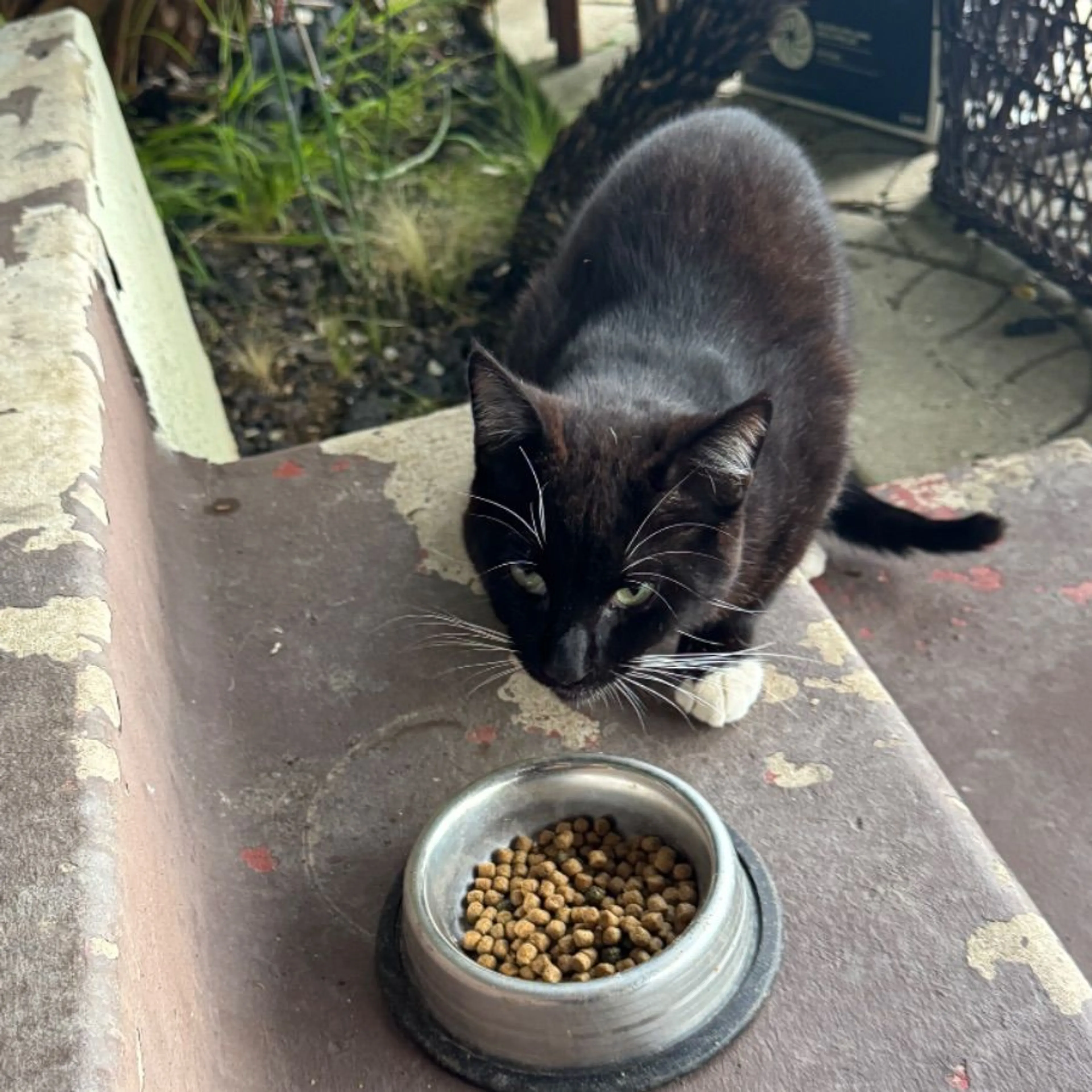 Found pet