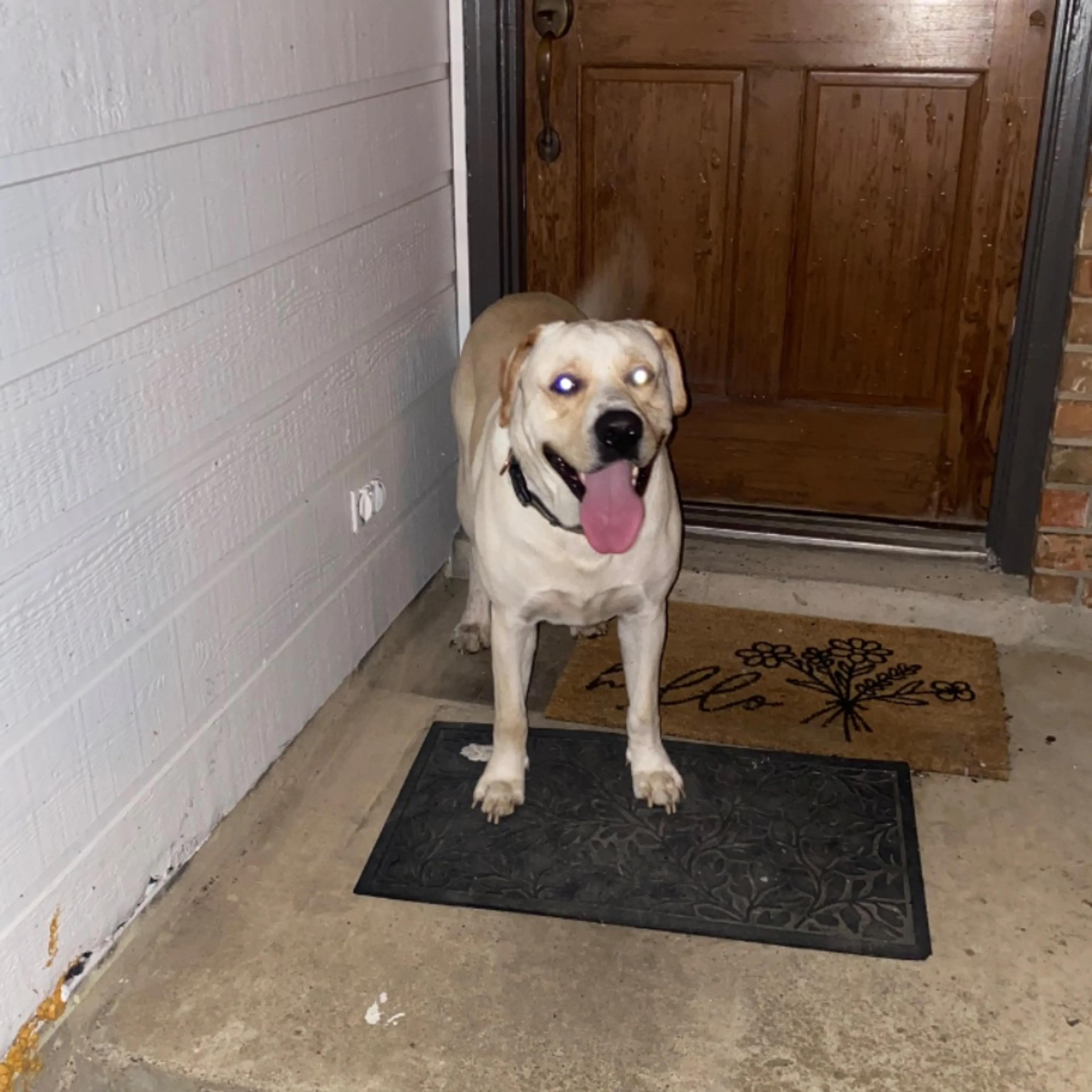 Found pet