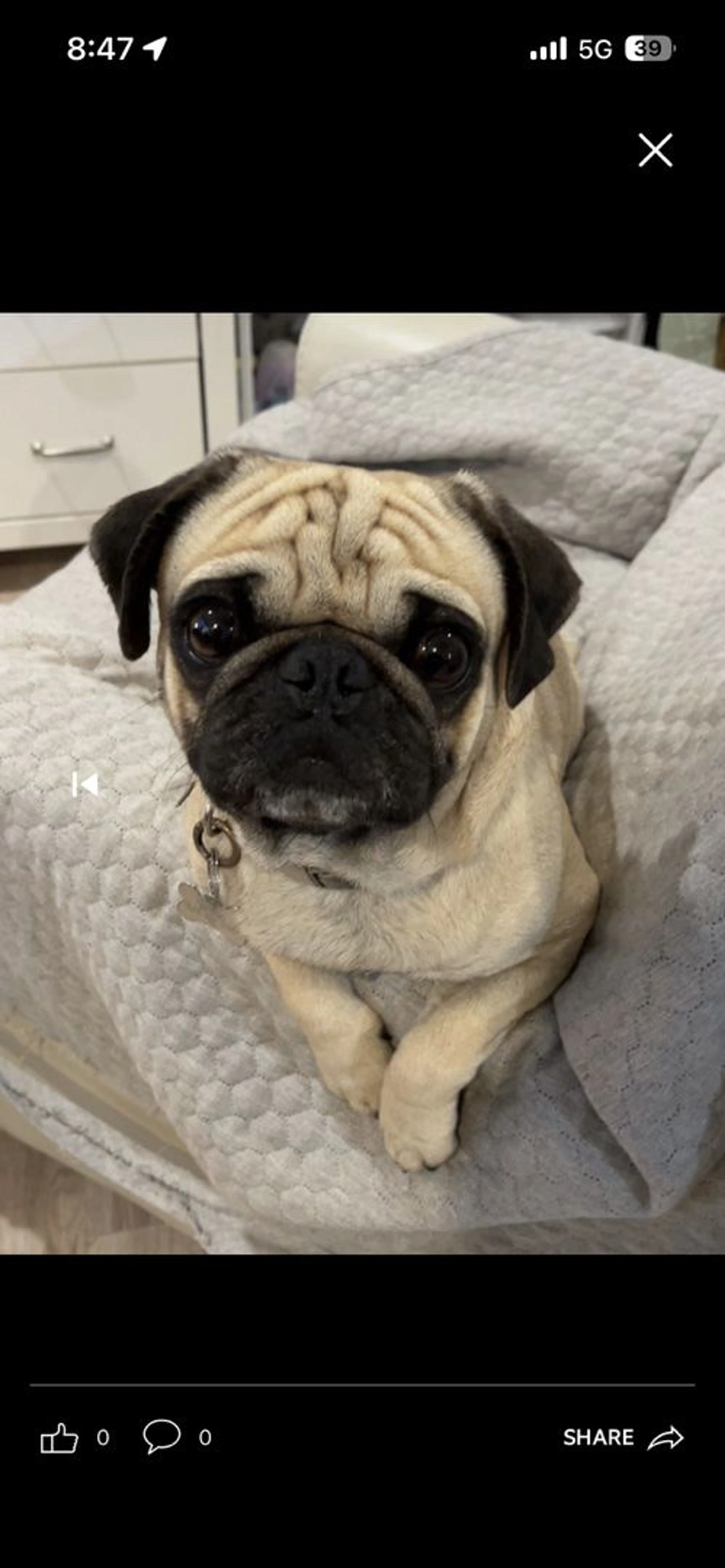Lost pet-2