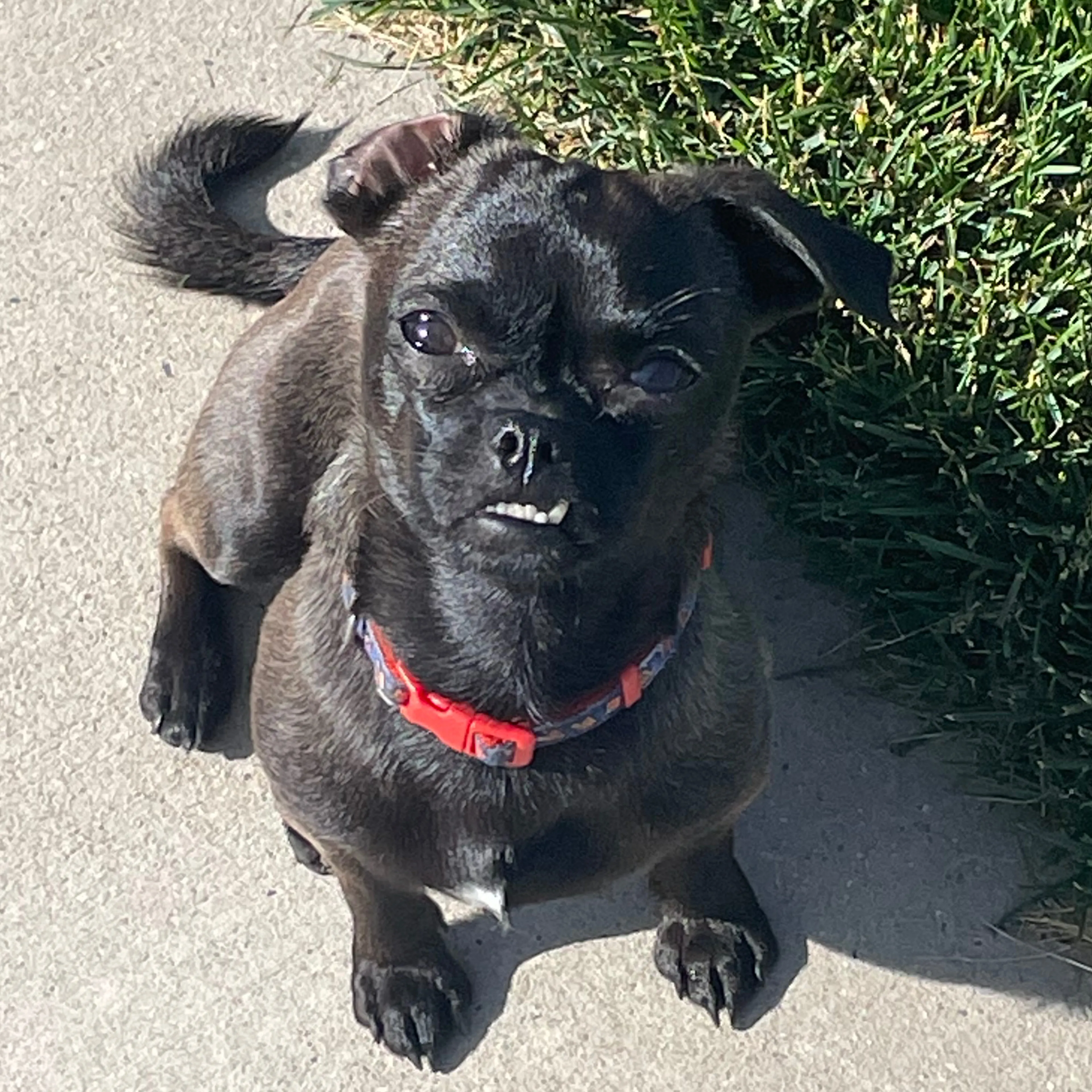 Lost pet-2