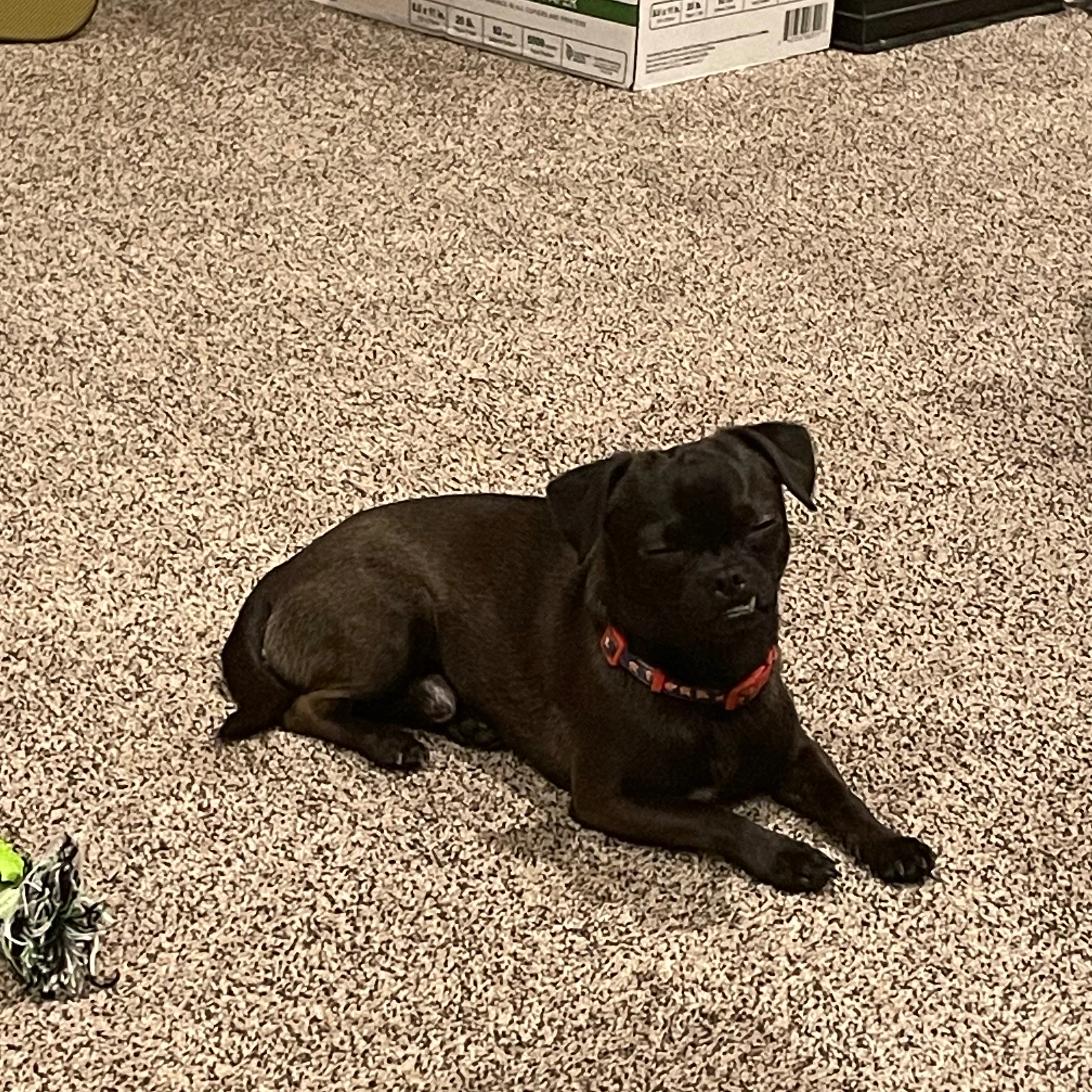 Lost pet-1