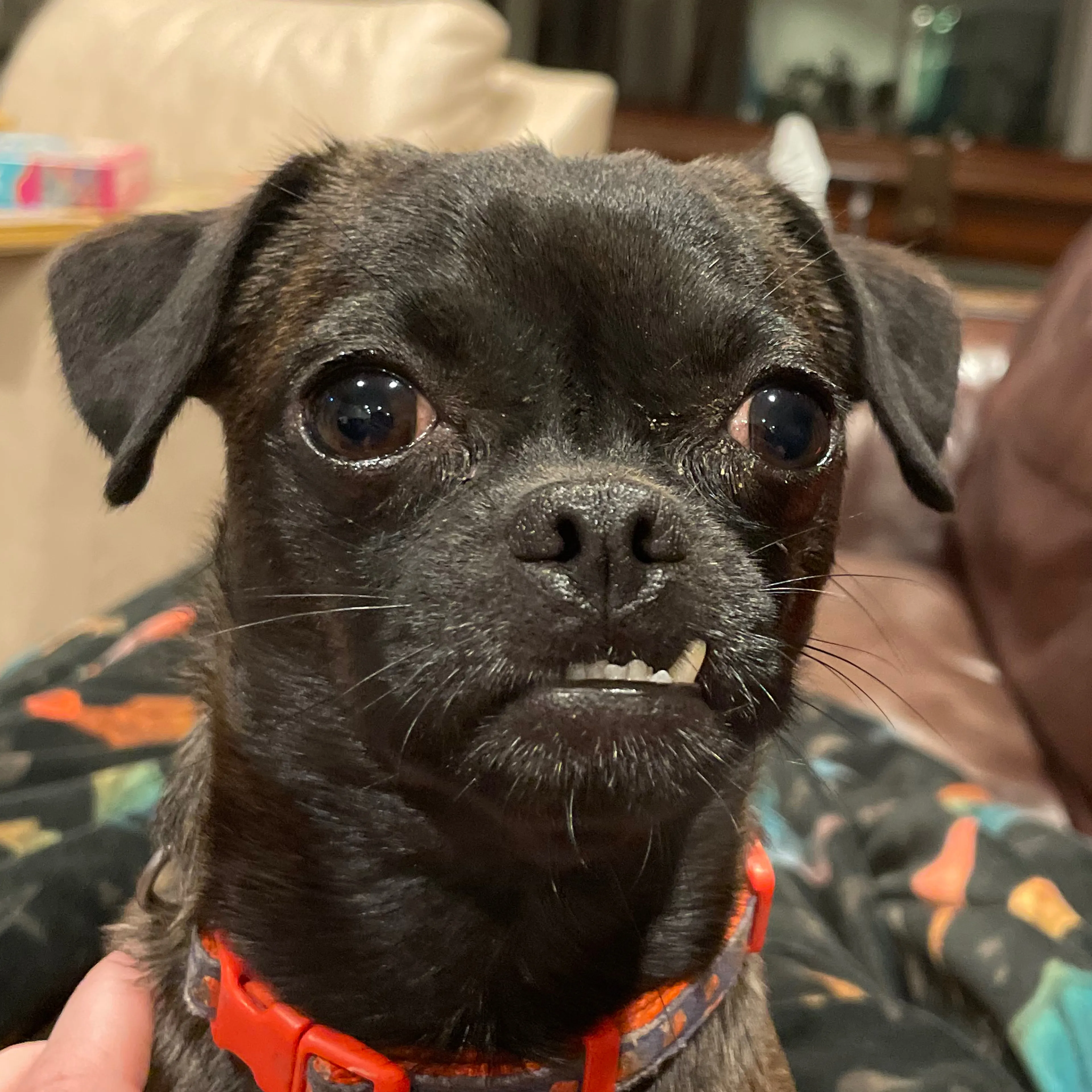 Lost pet-3
