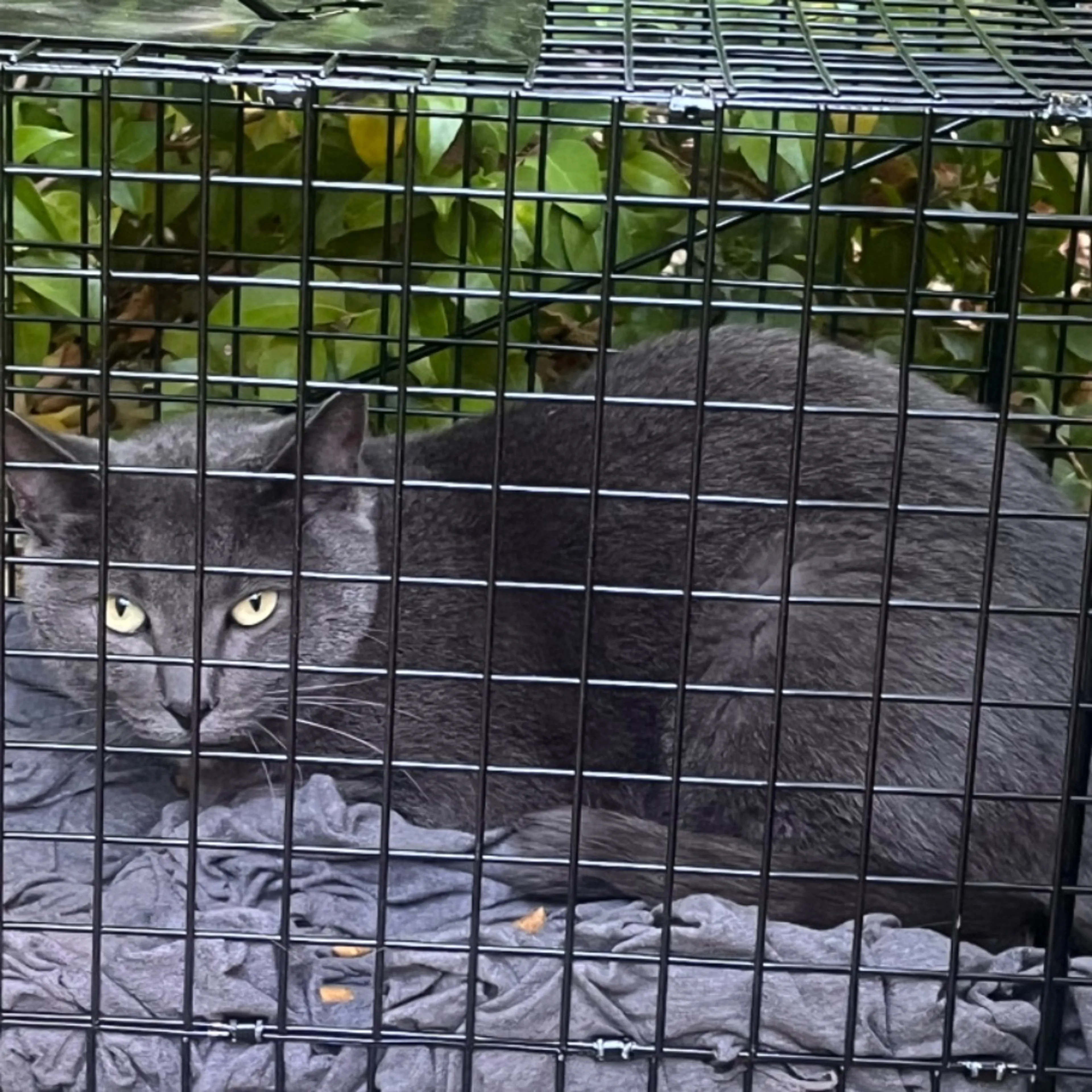 Found pet