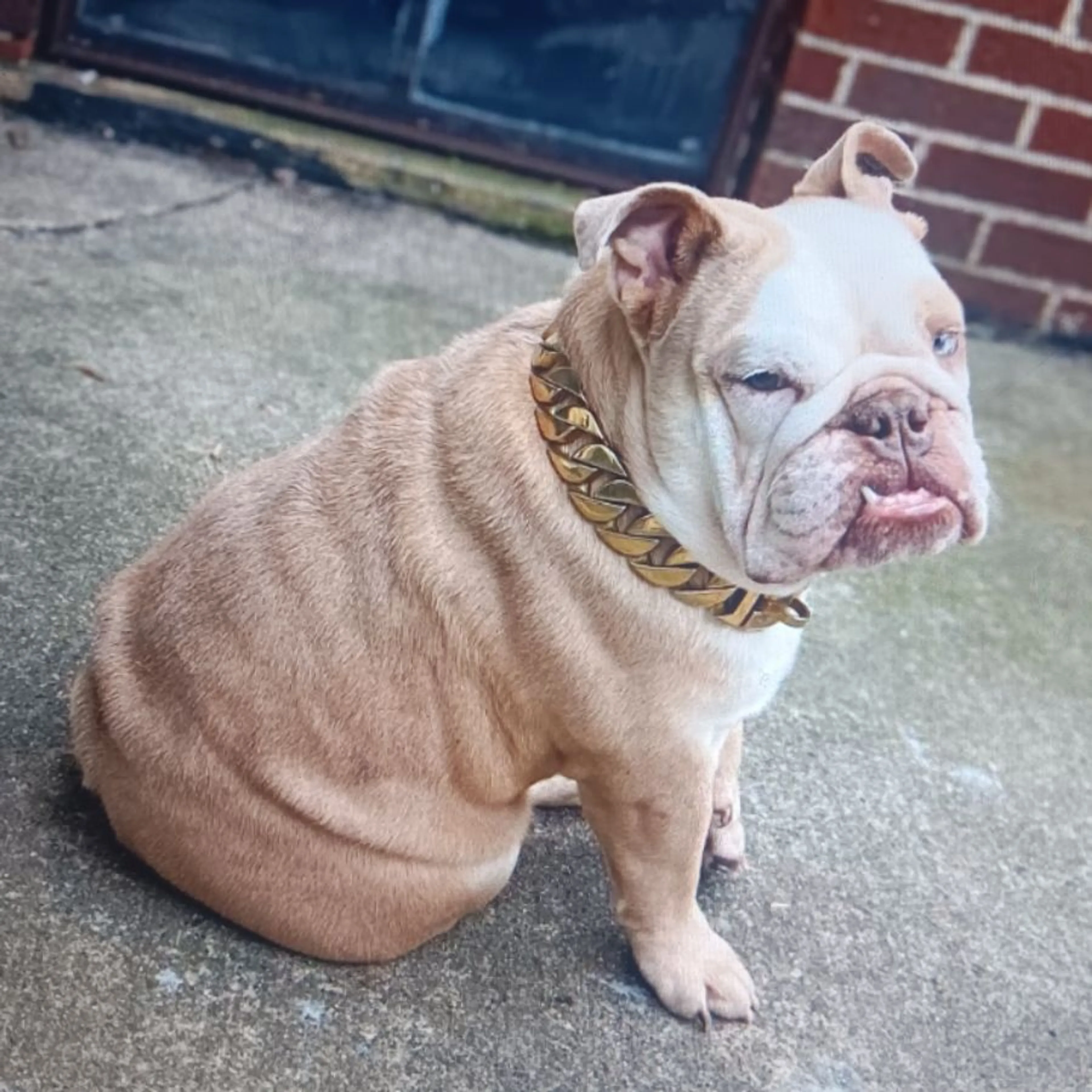 Lost pet
