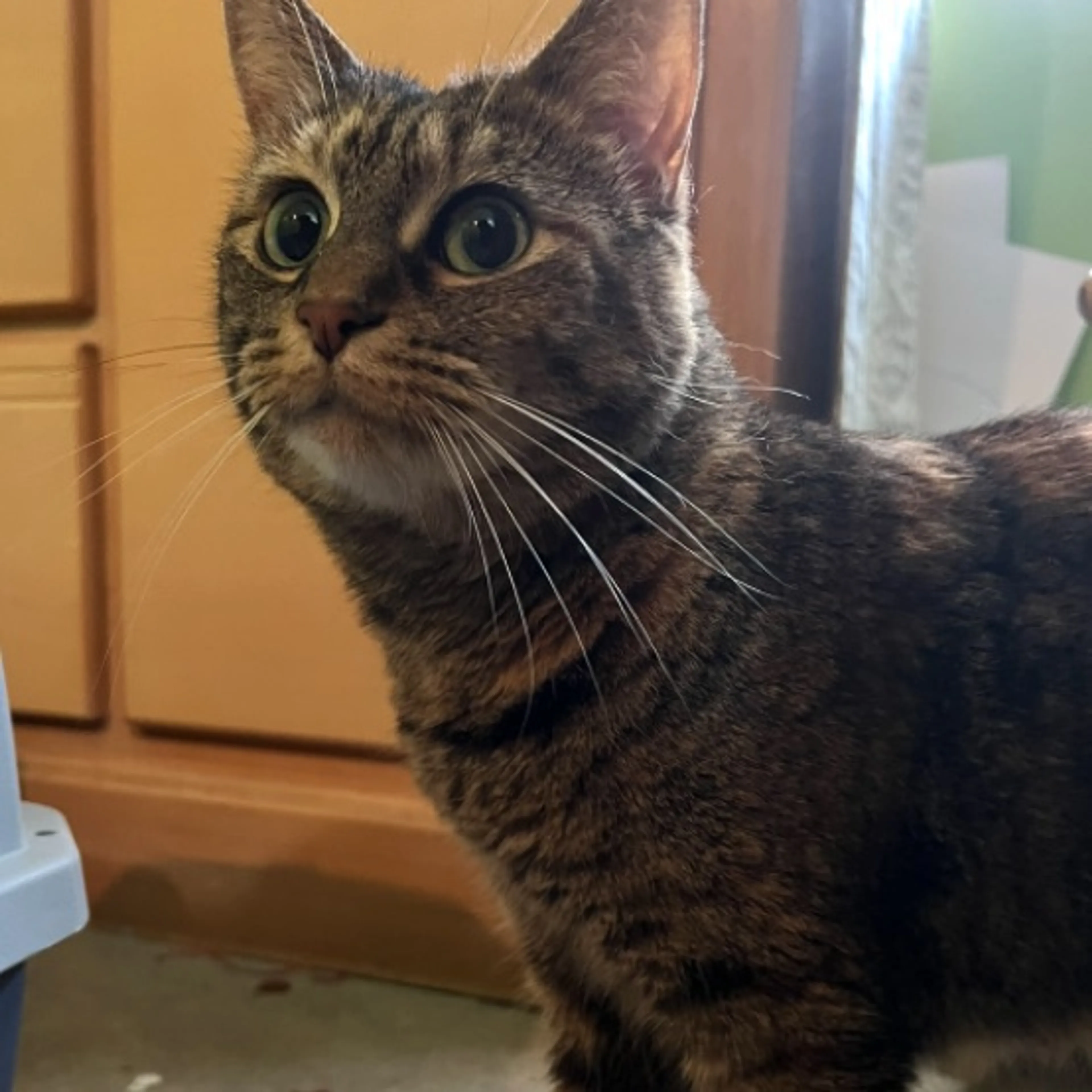Lost pet