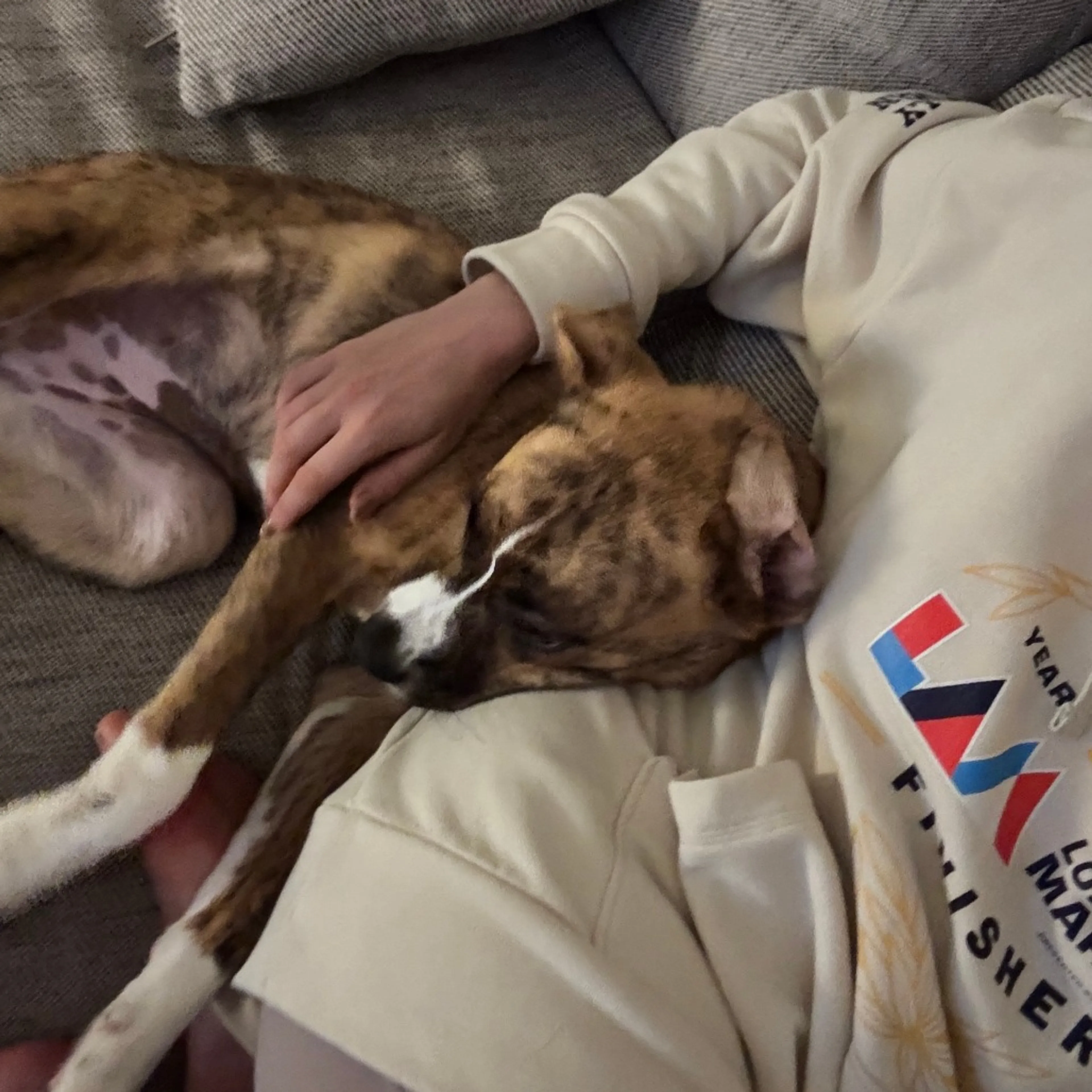 Found pet-6