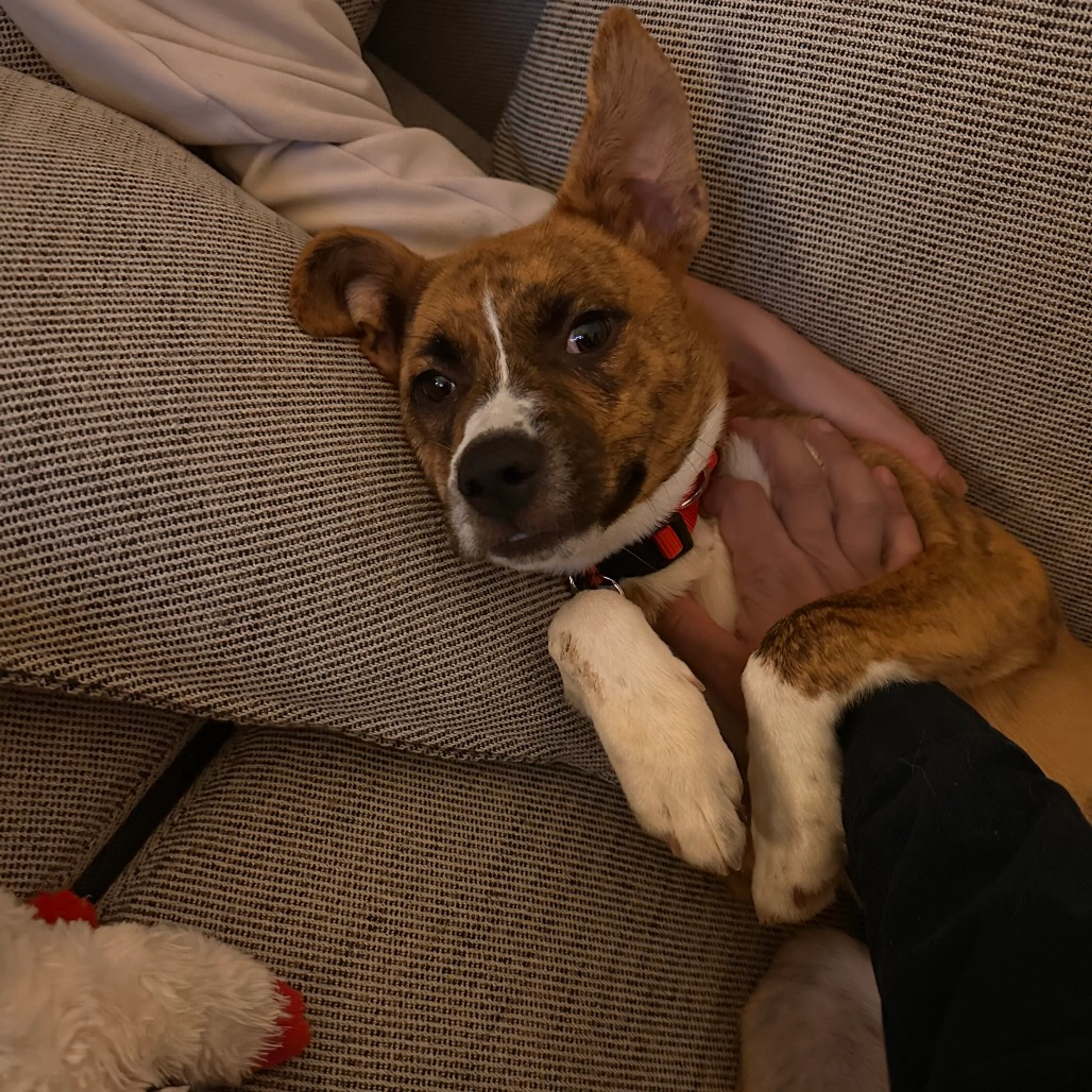 Found pet-7