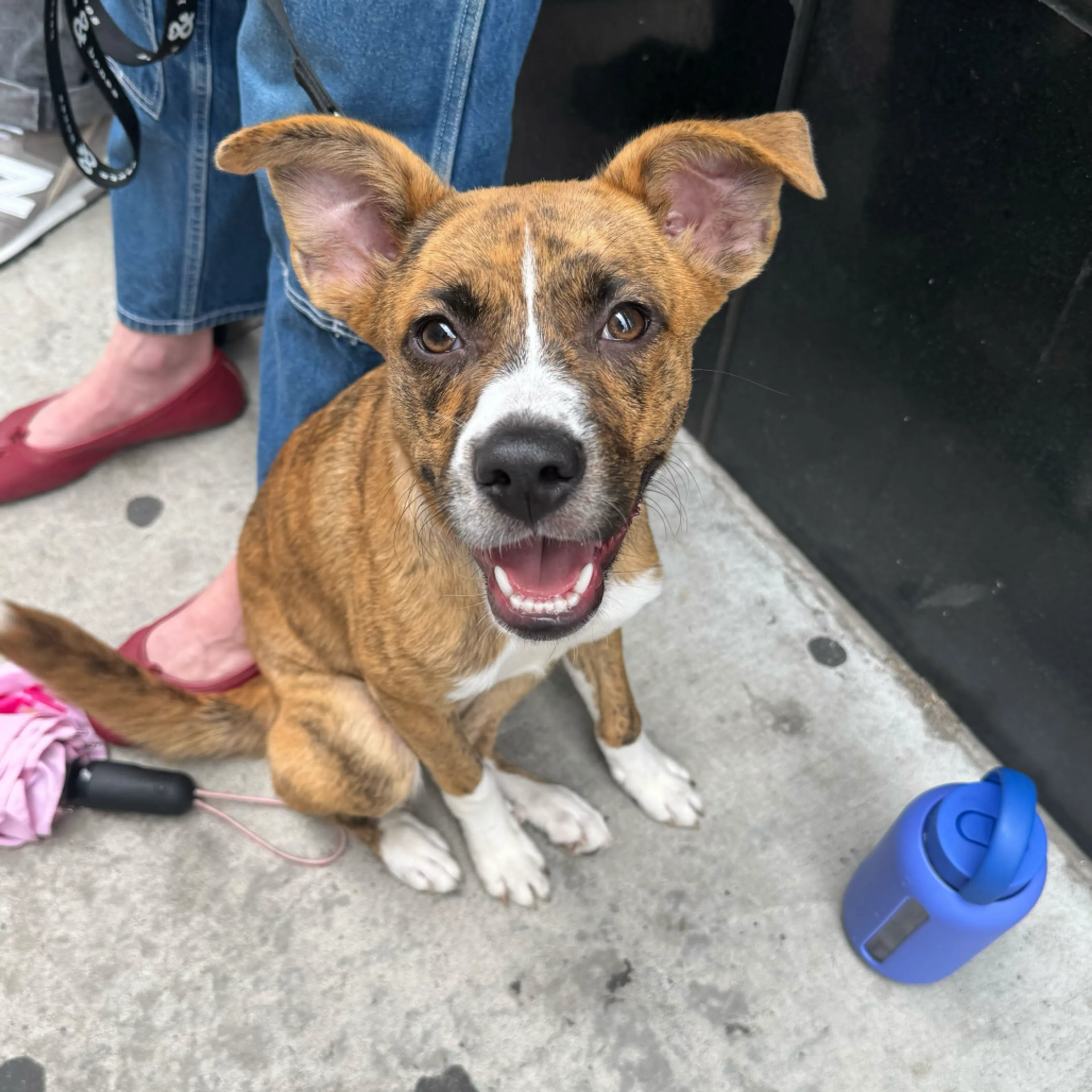 Found pet-9