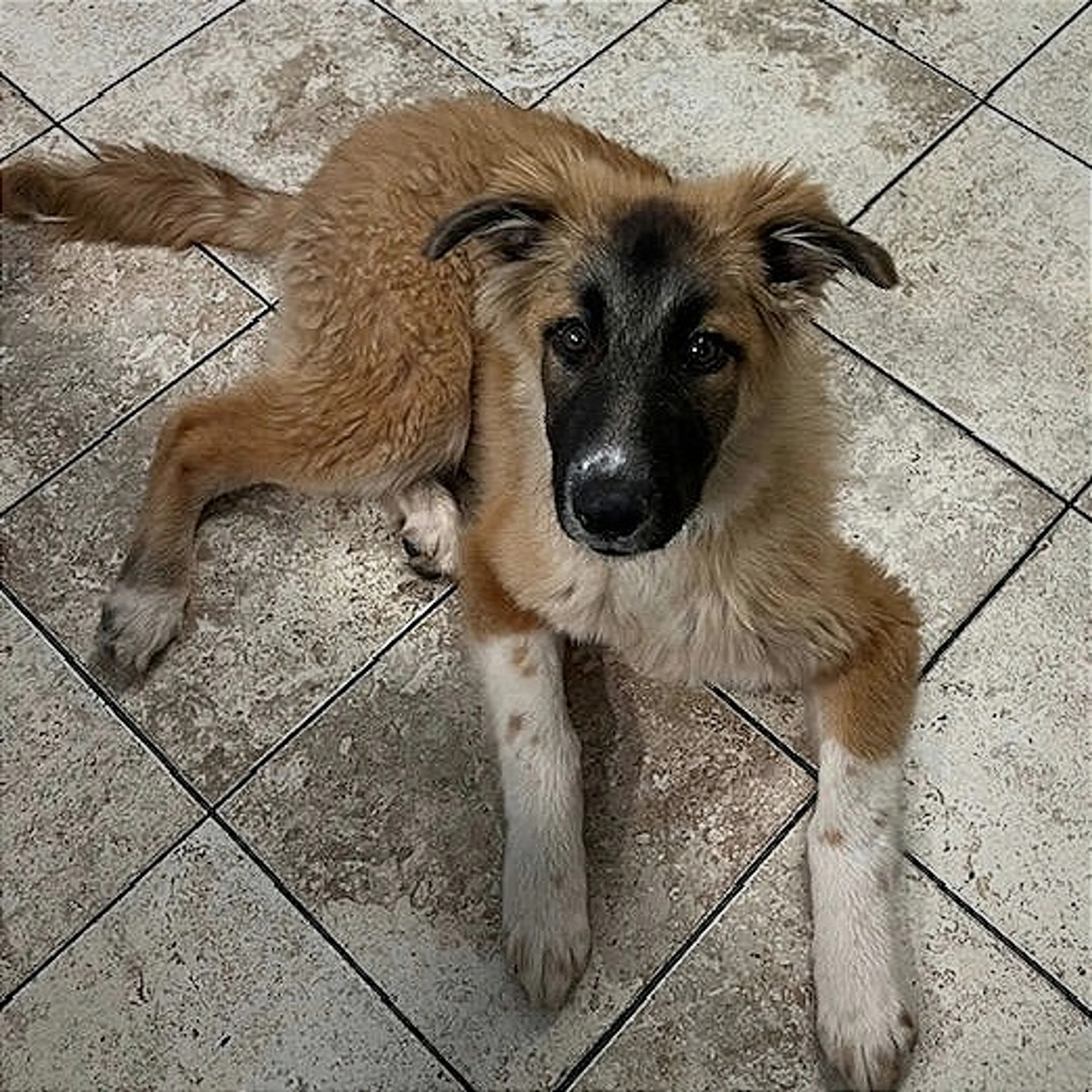 Found pet-1