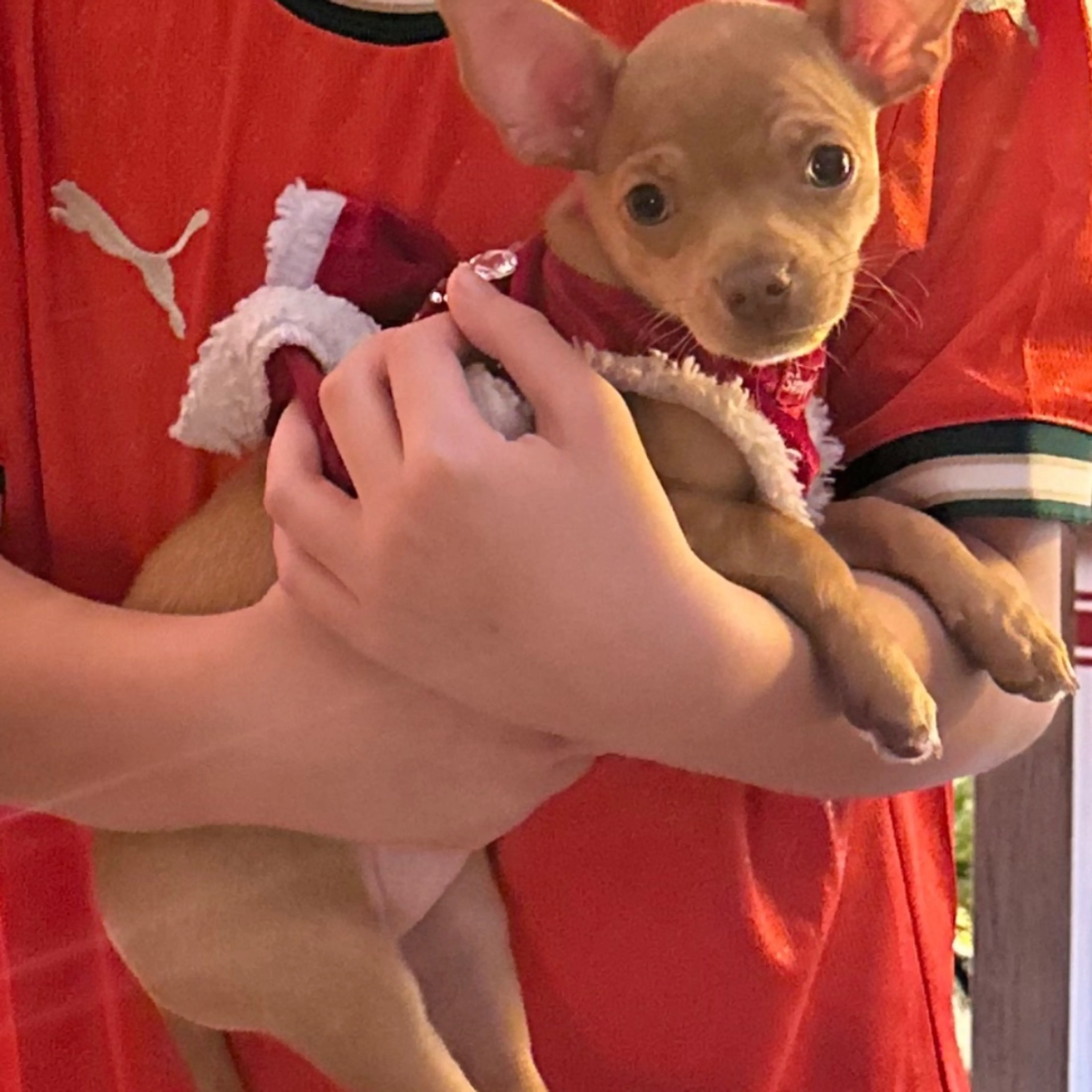 Lost pet