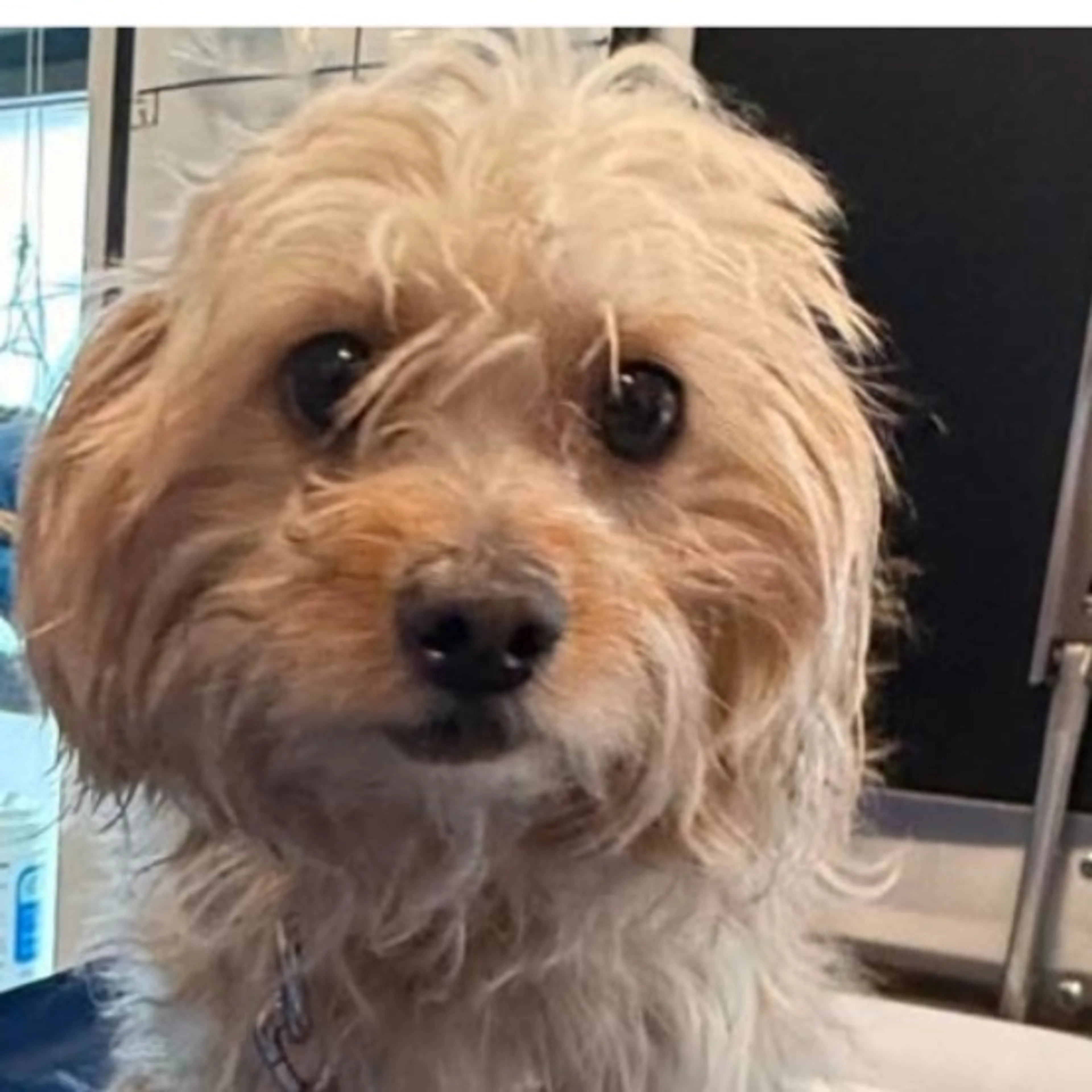 Found pet