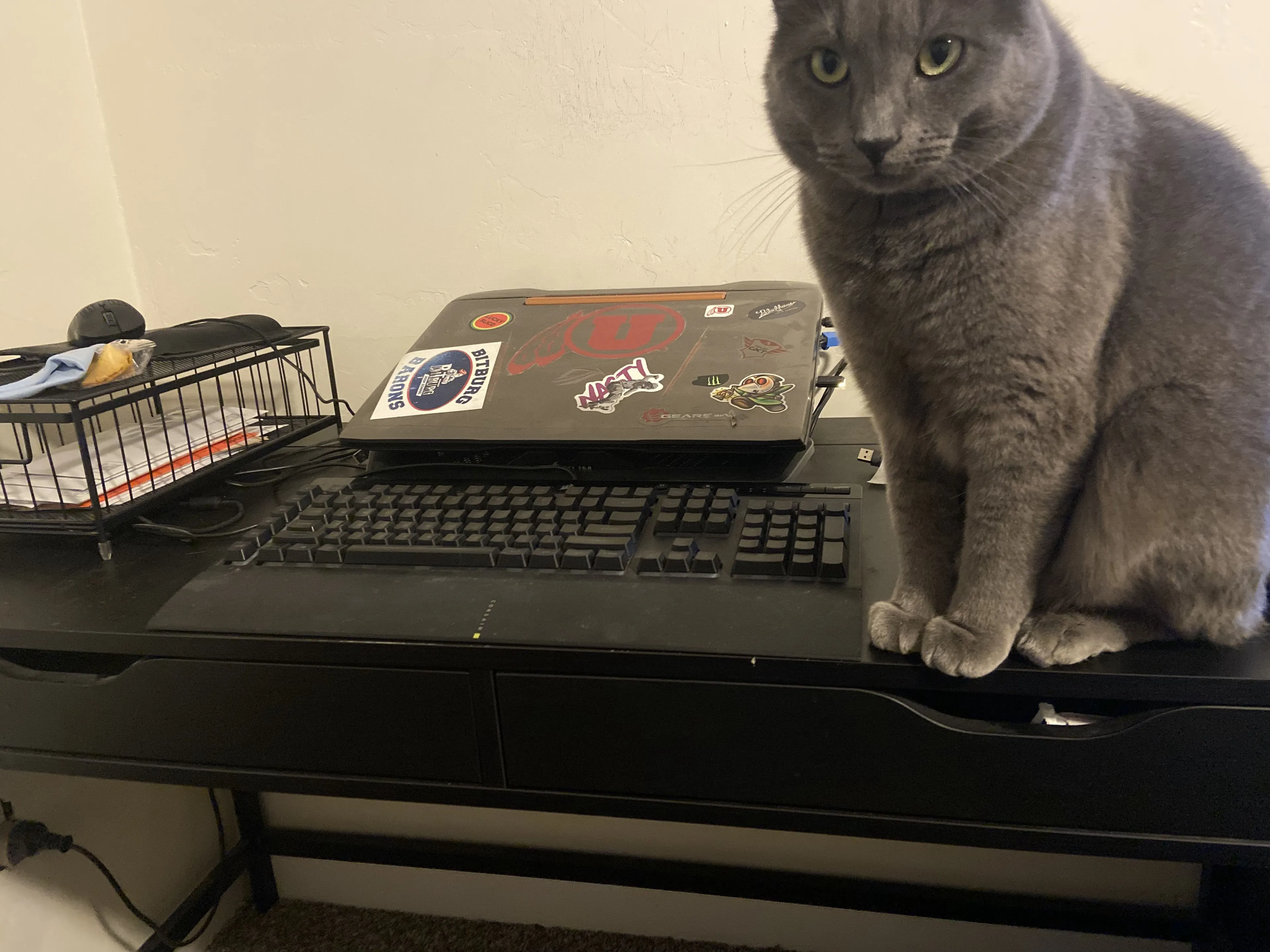 Lost pet-3