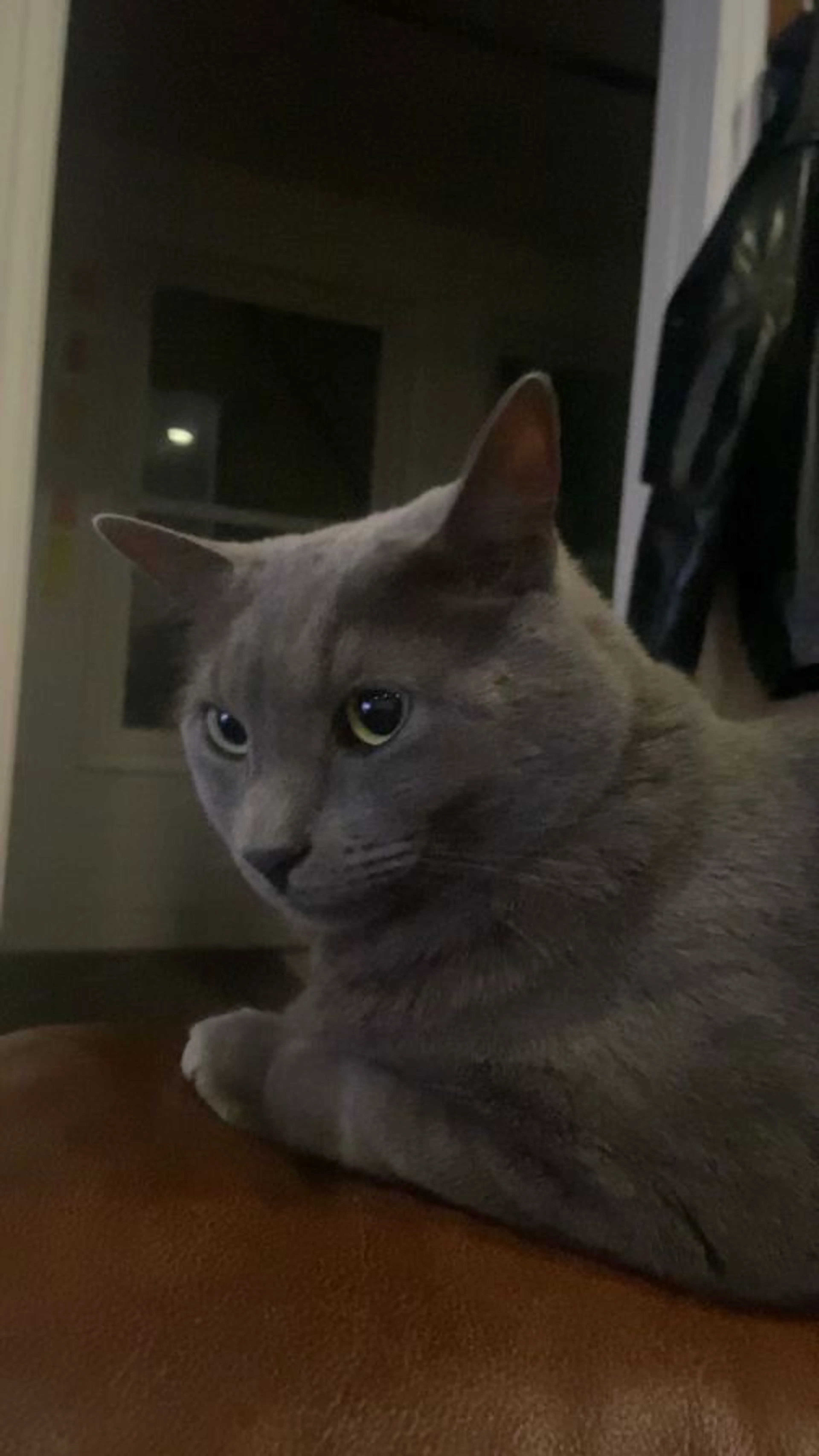 Lost pet-2