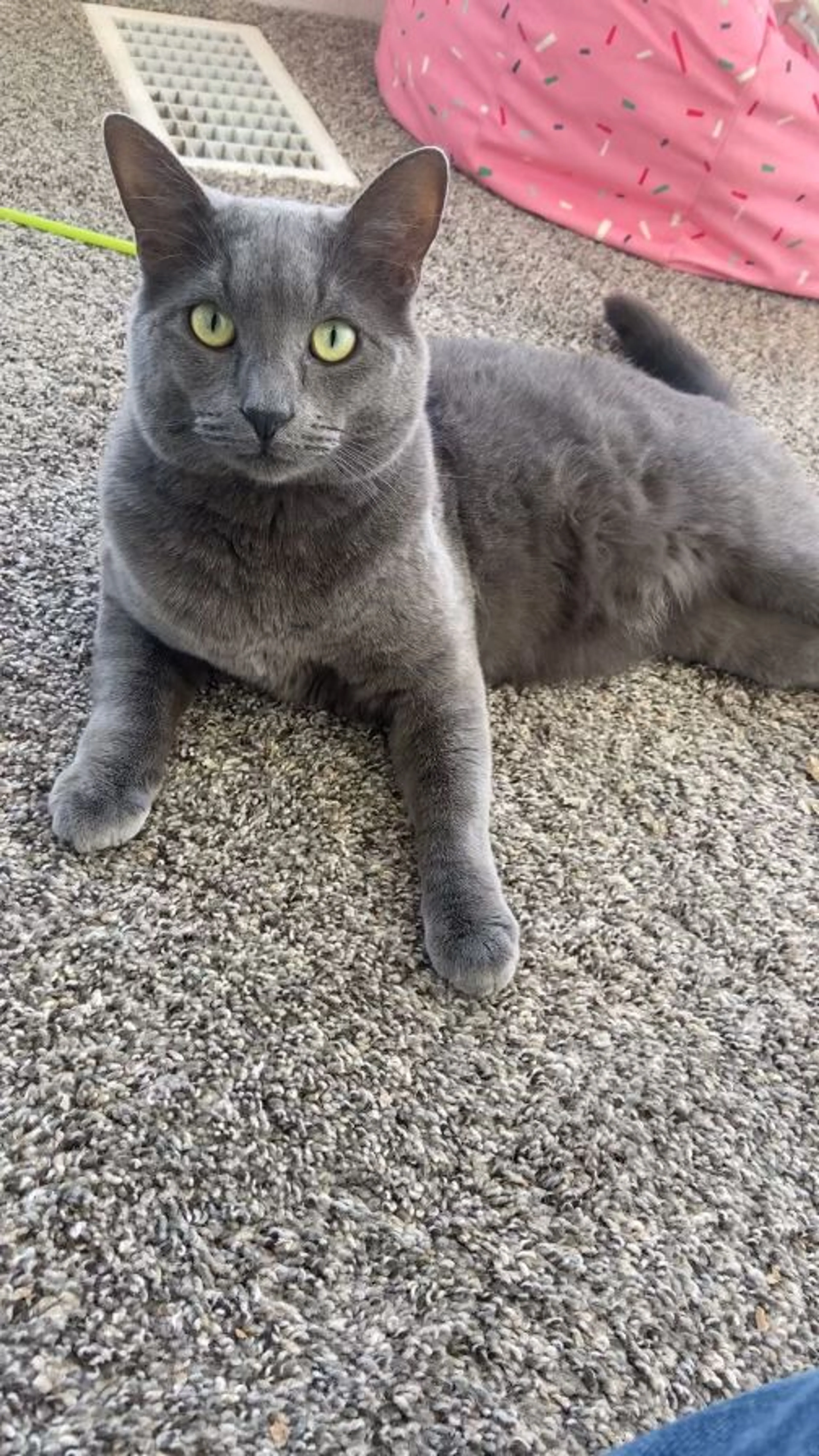 Lost pet-0