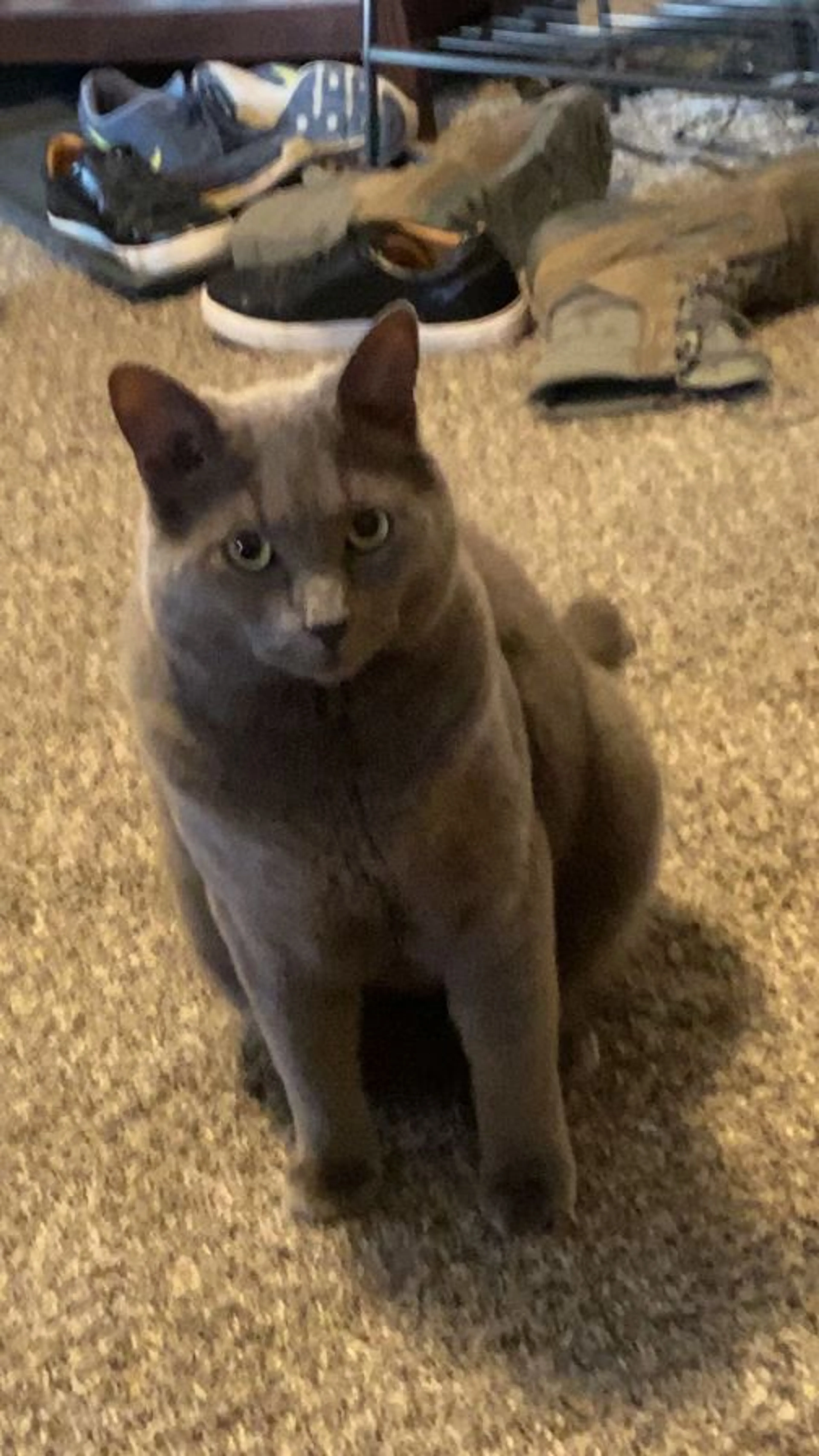 Lost pet-1