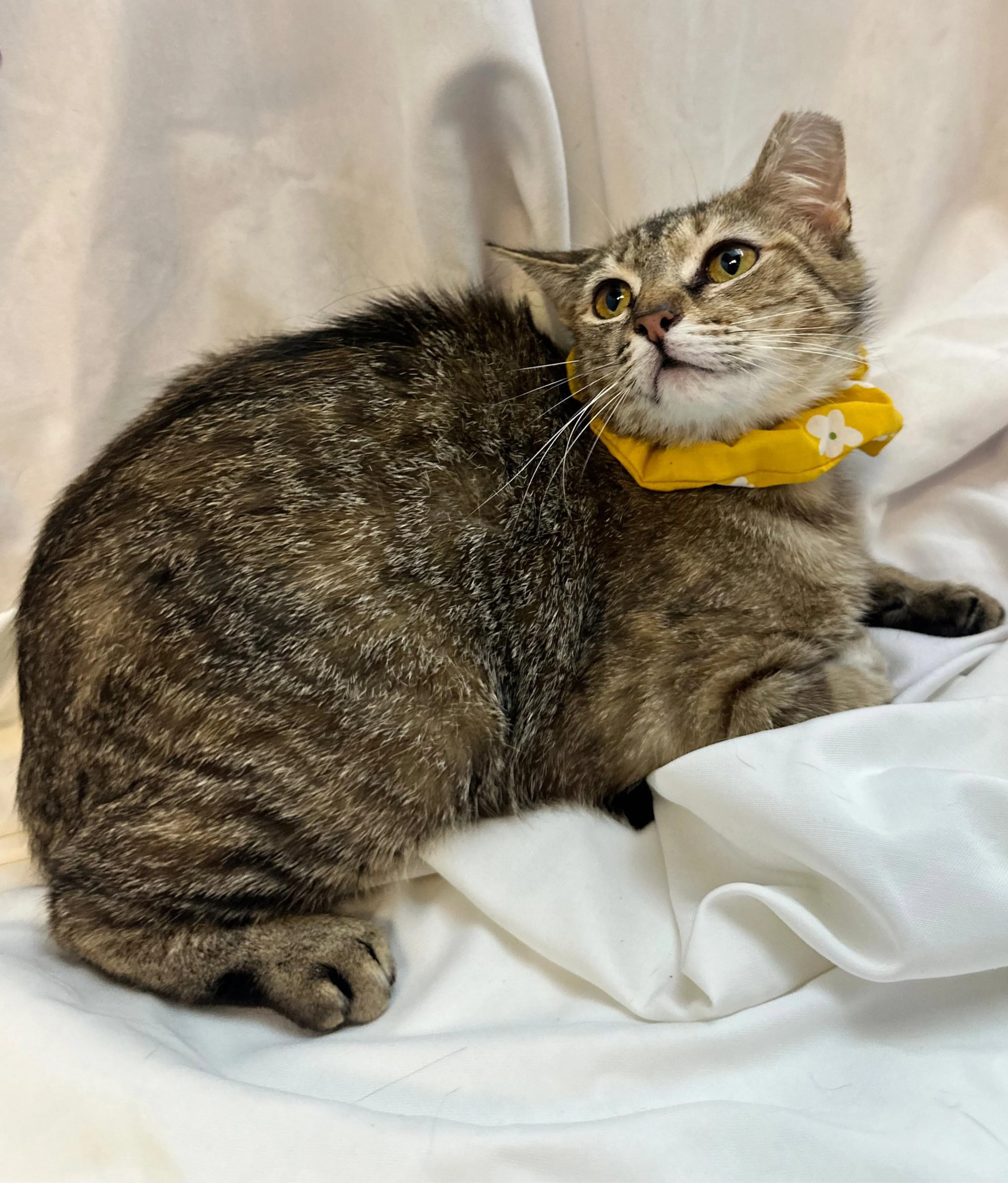 Found pet-1