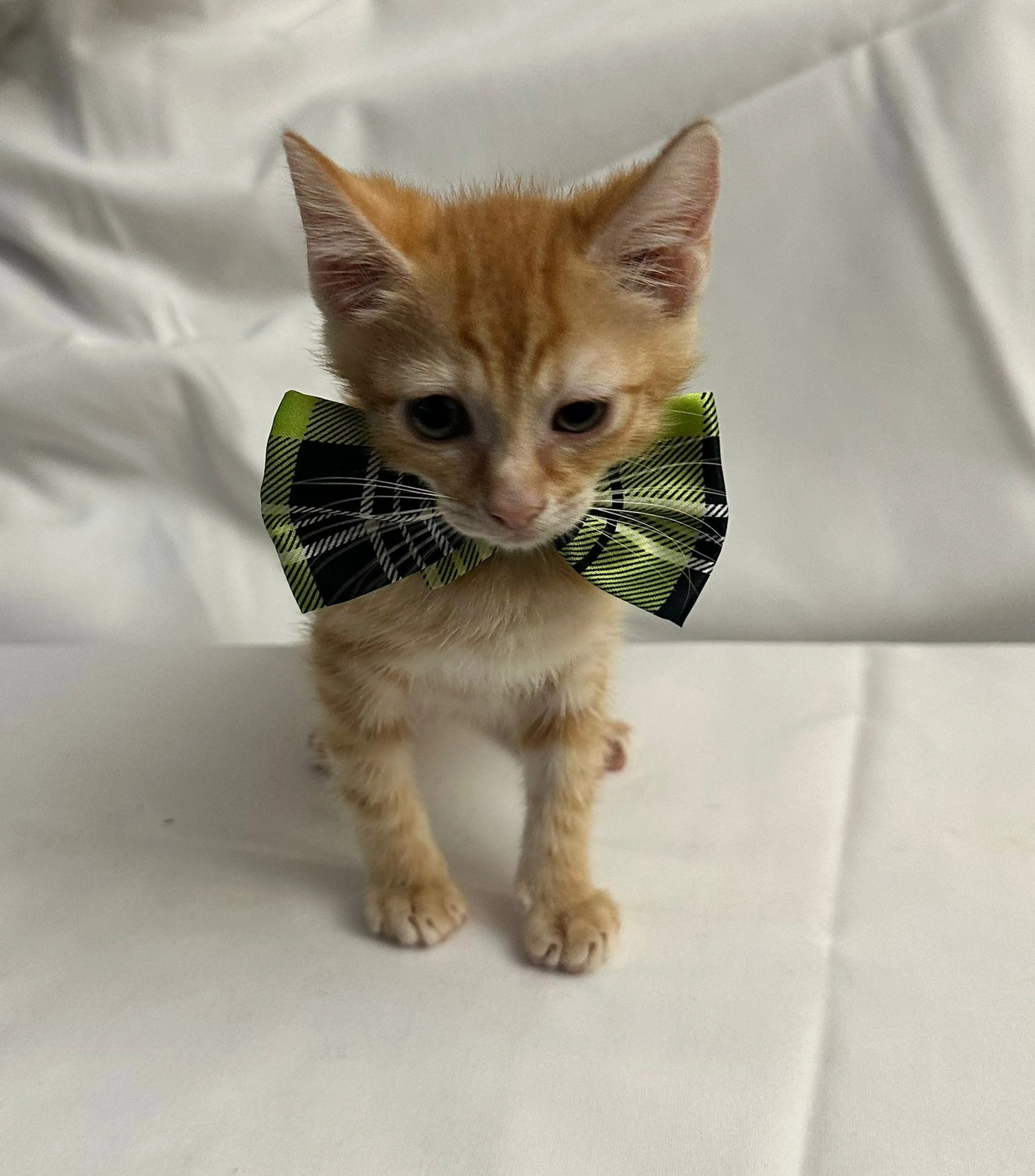 Found pet-3