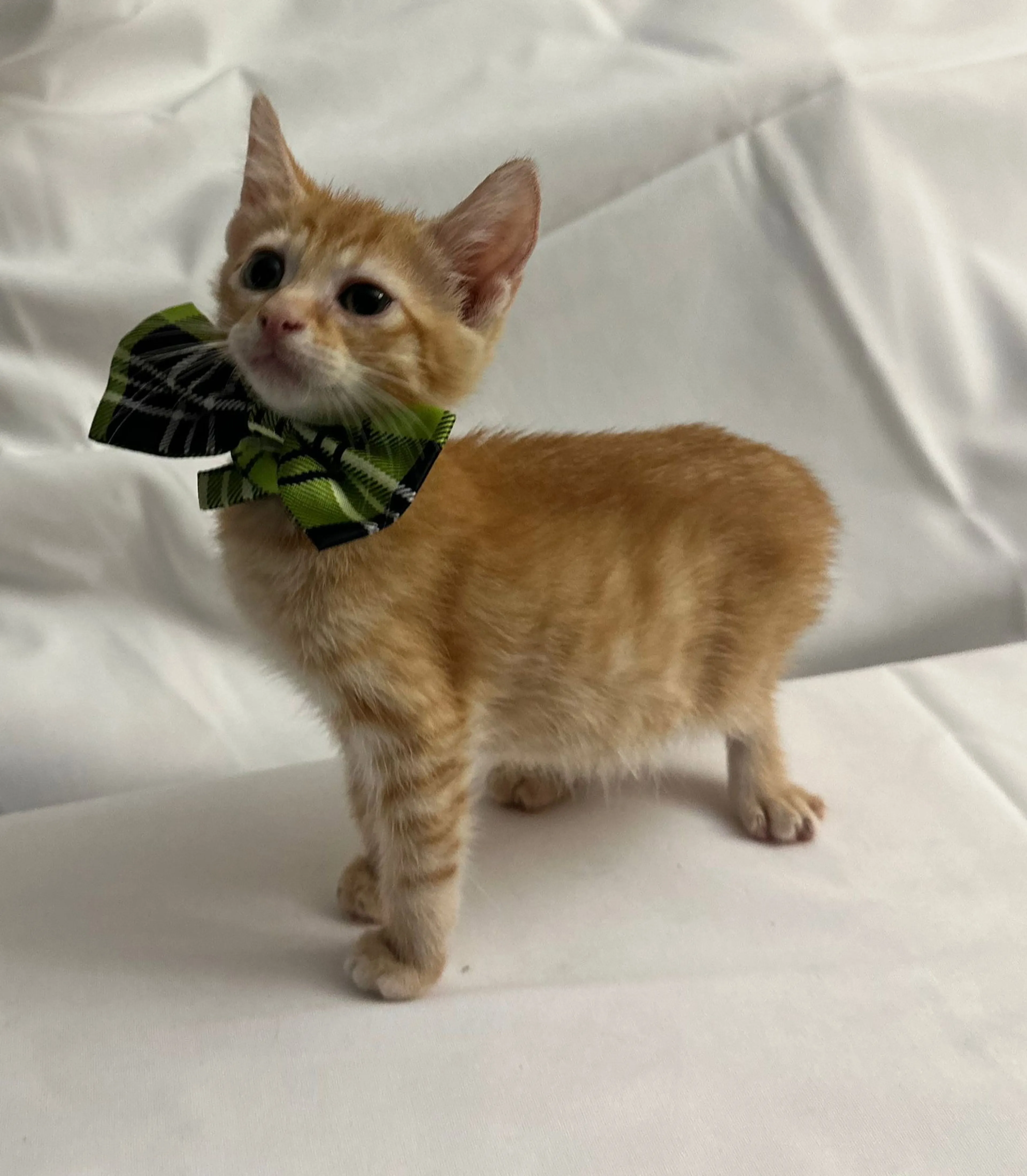 Found pet-1