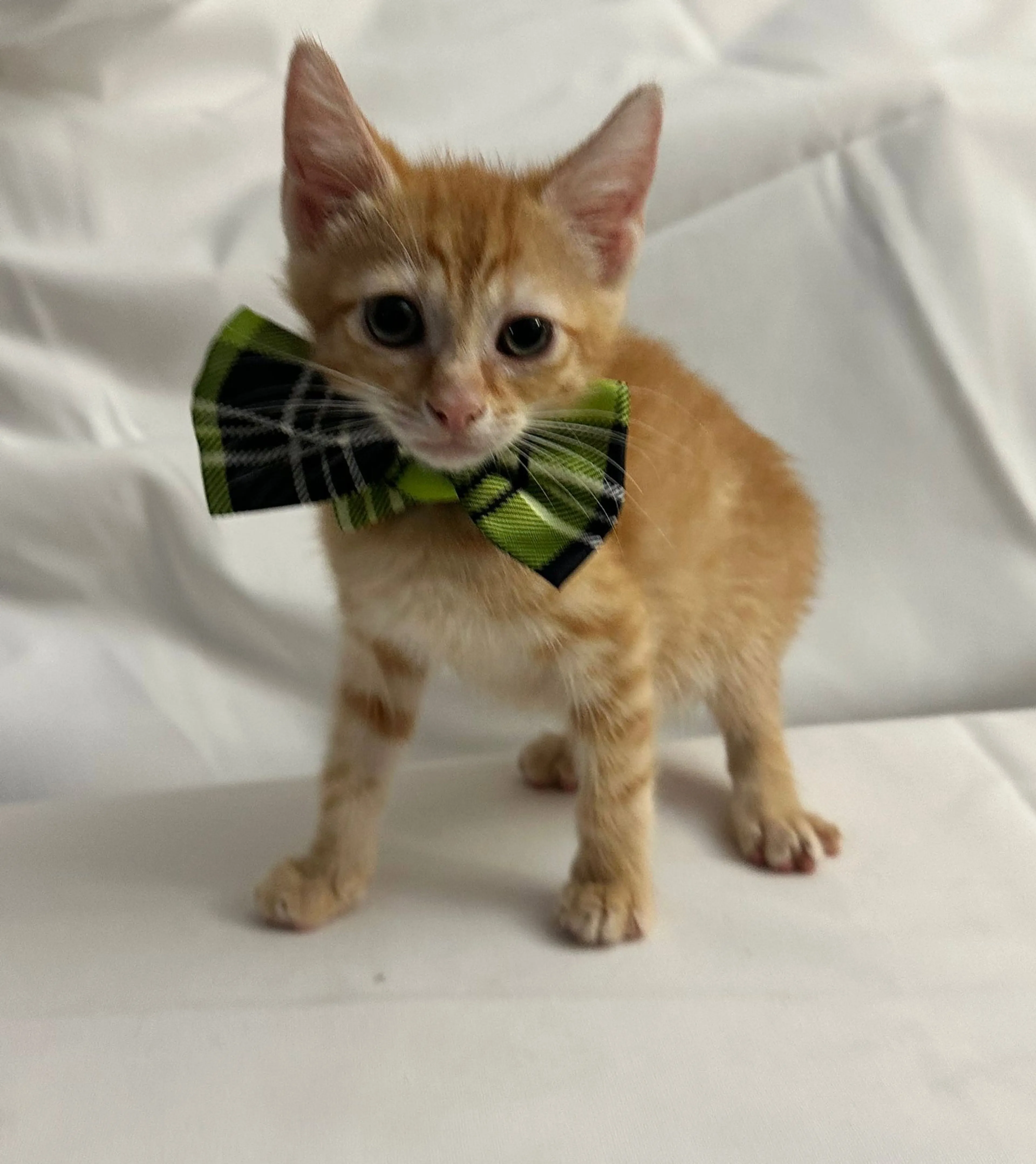 Found pet-2