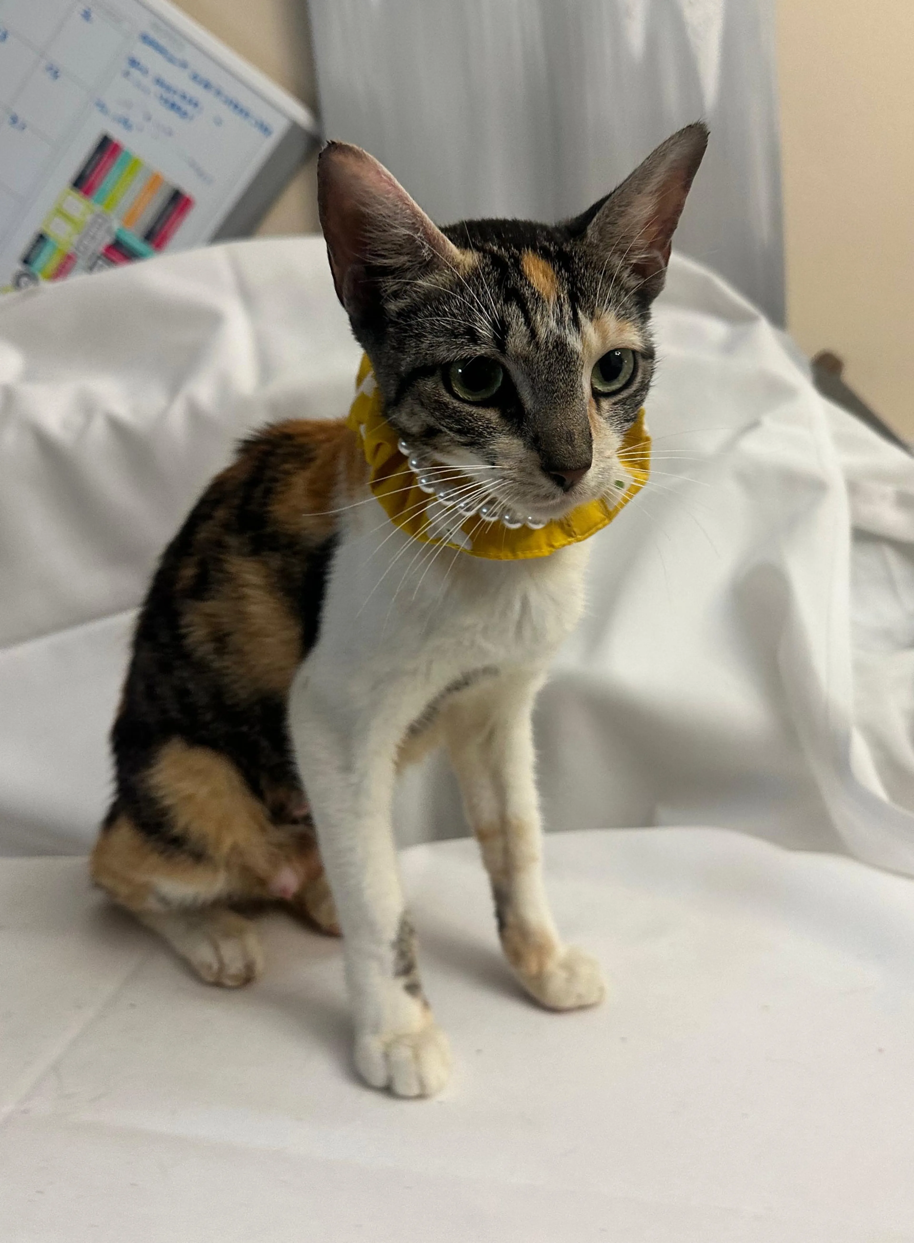 Found pet-1