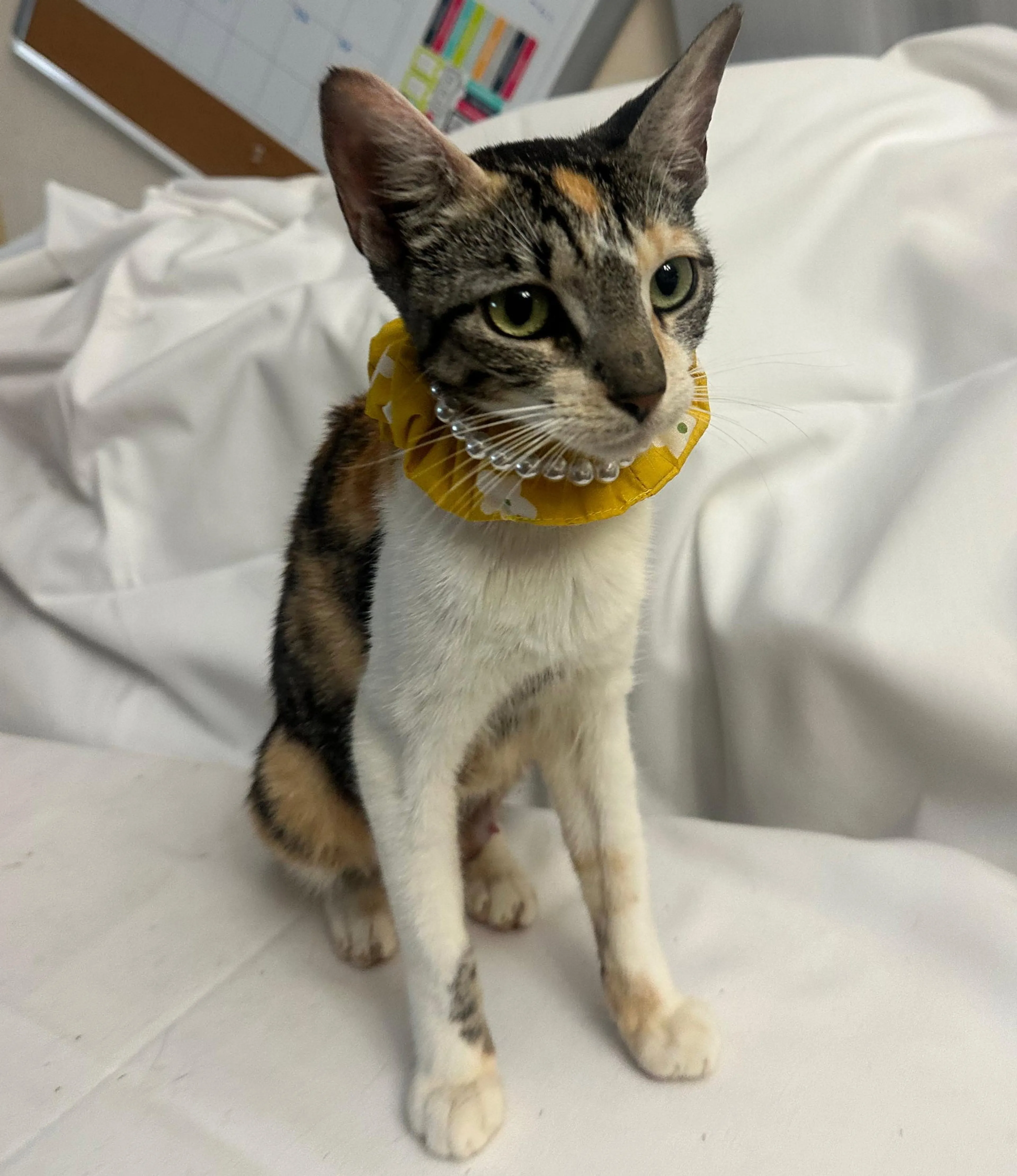 Found pet-2