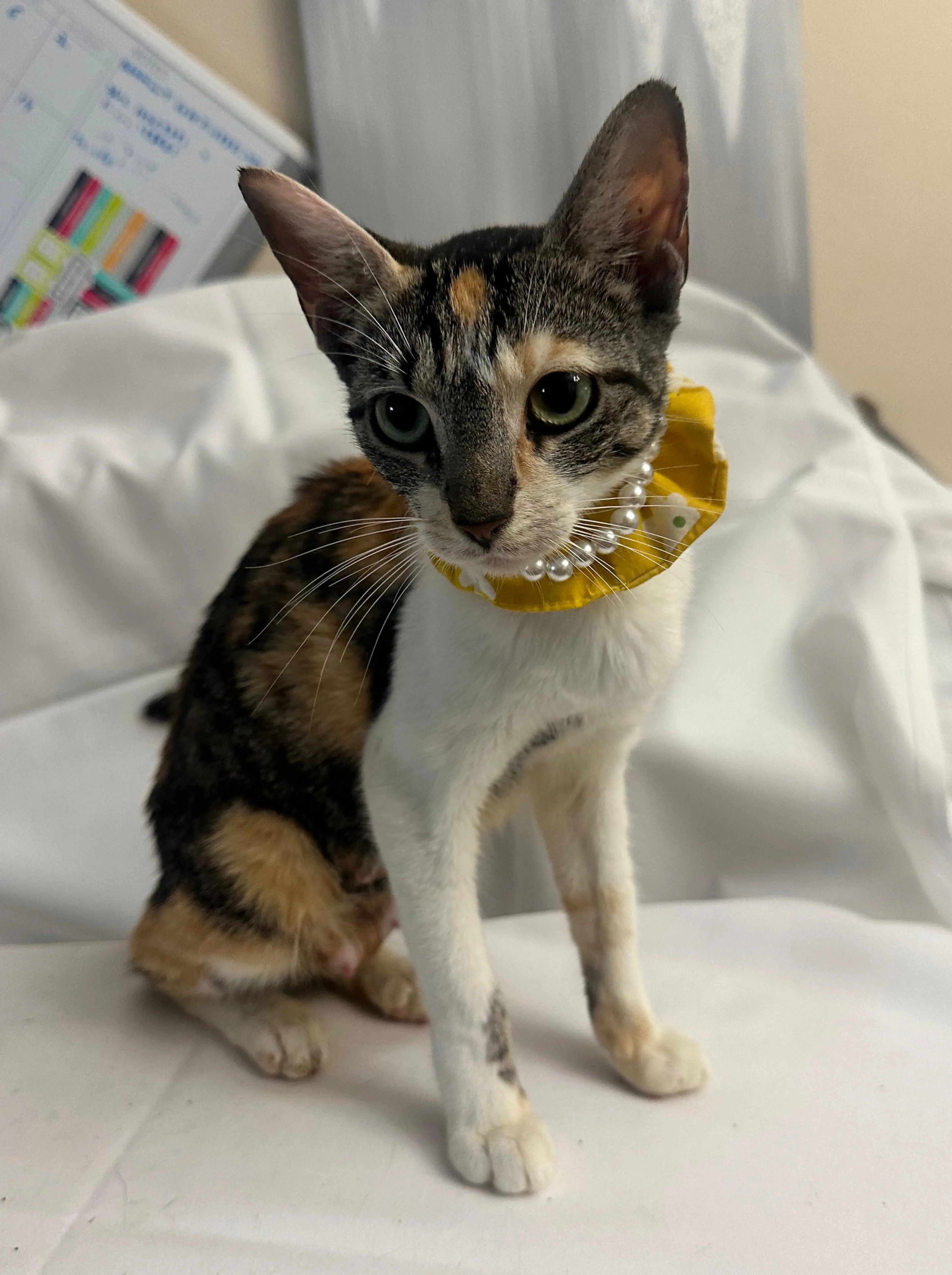 Found pet-0