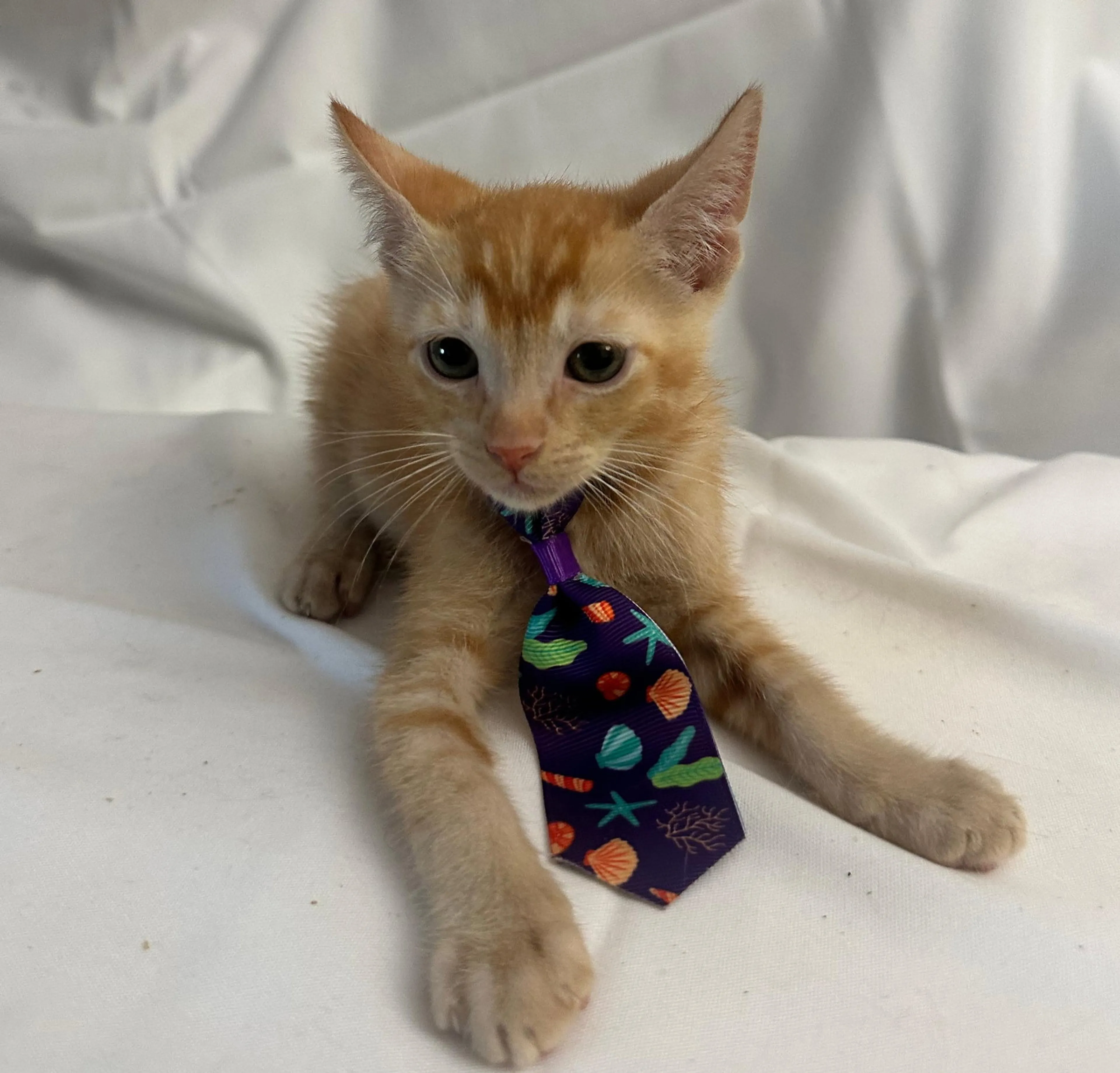 Found pet-2