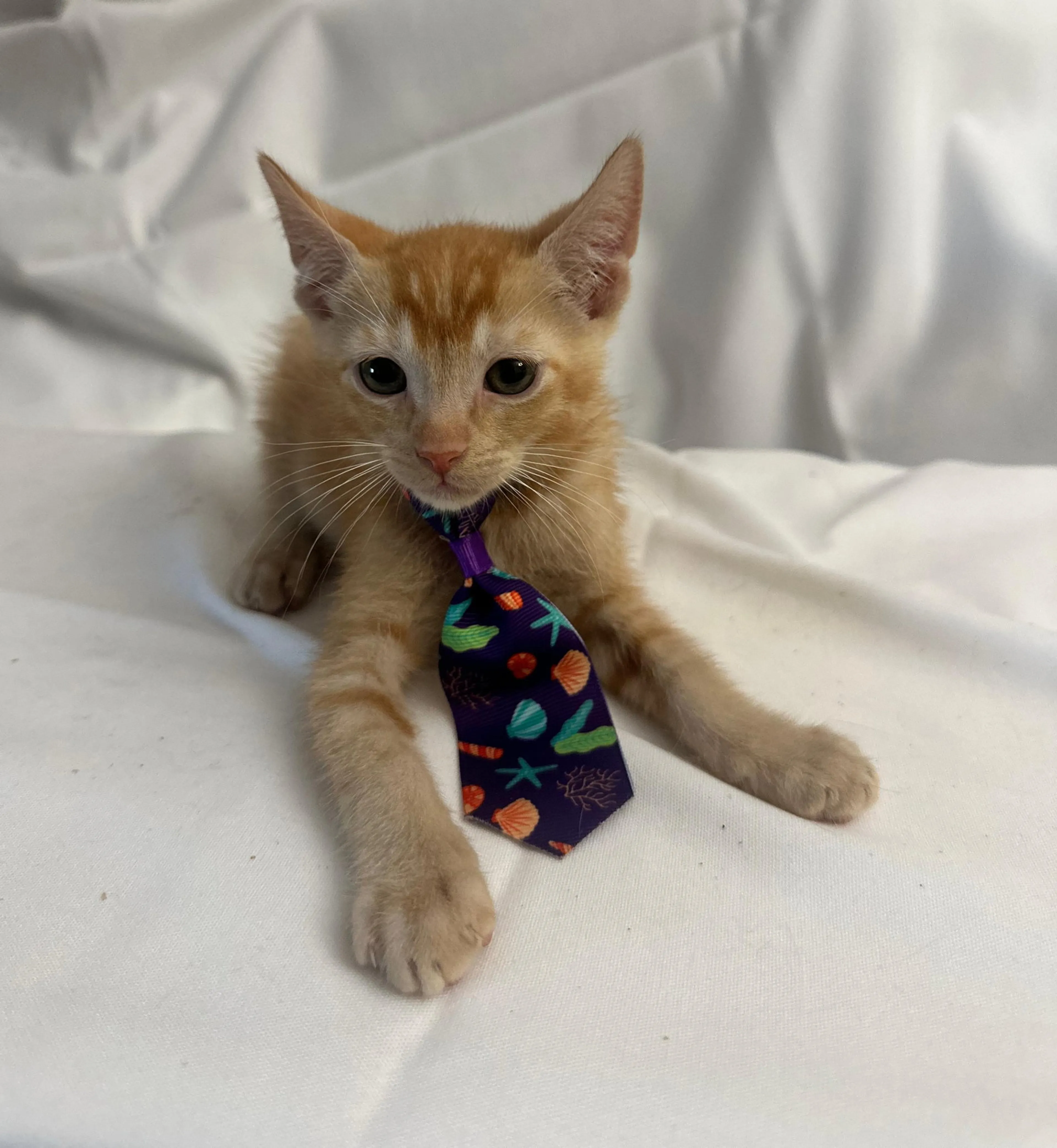 Found pet-1
