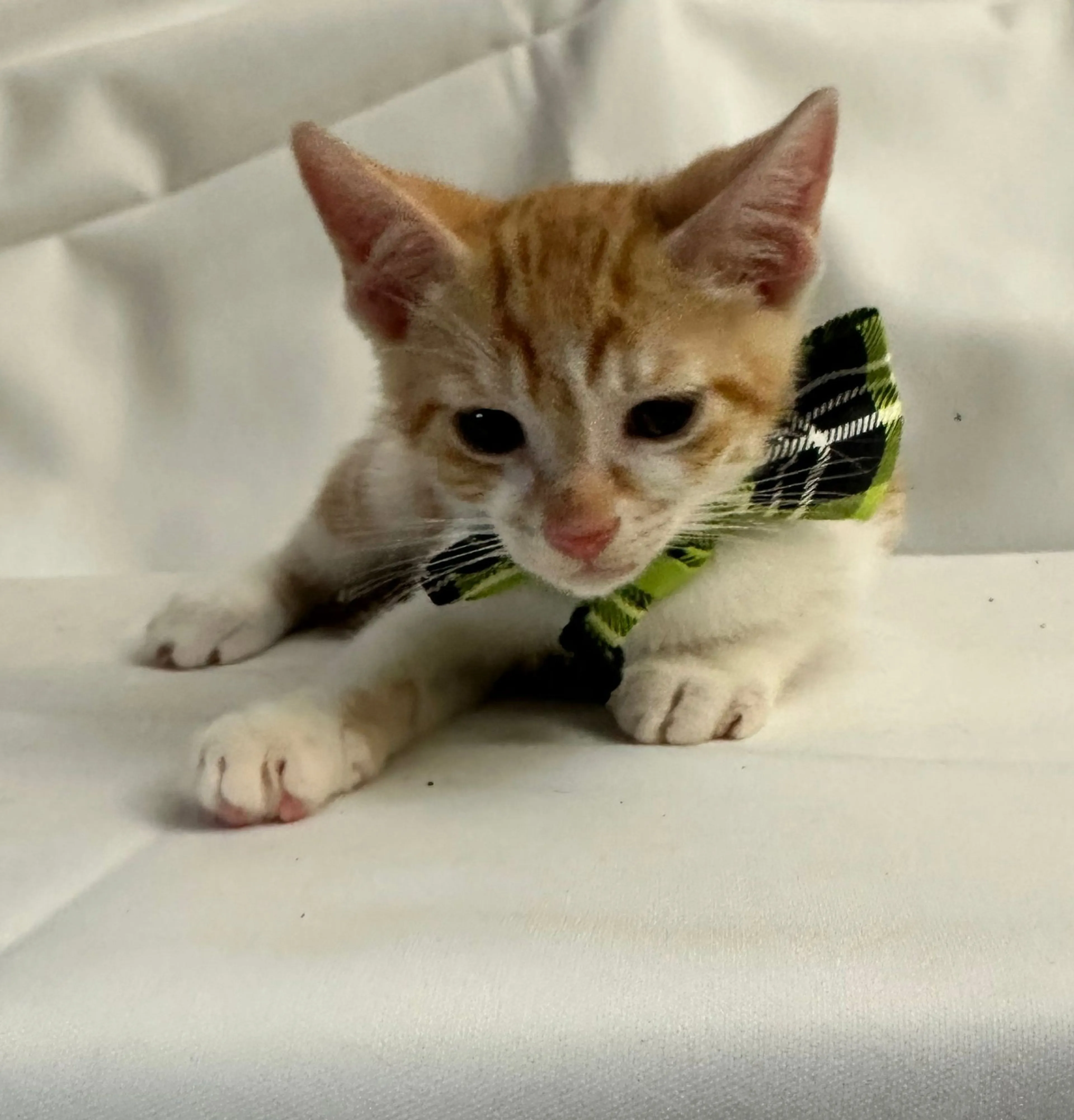 Found pet-3