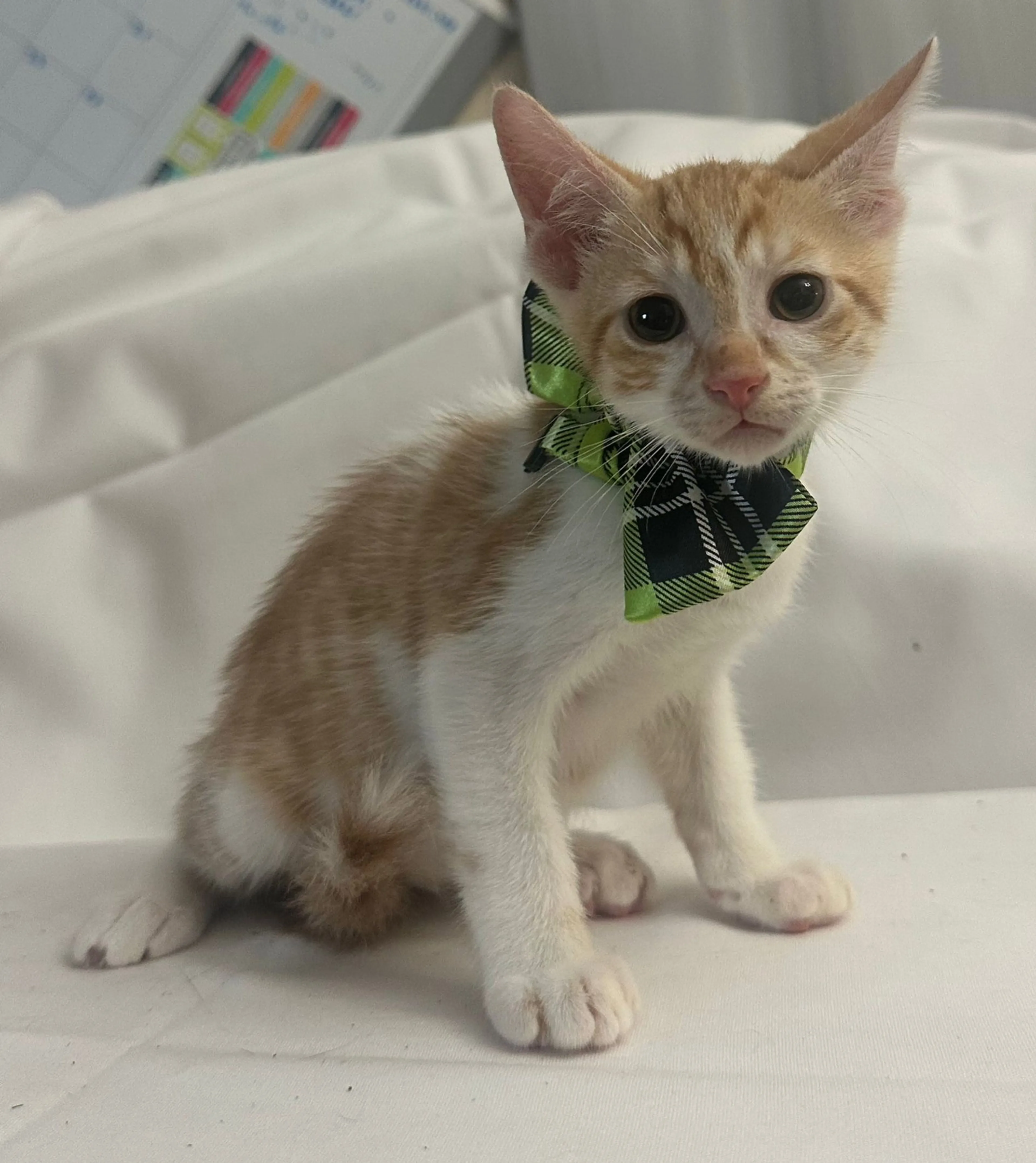 Found pet-1
