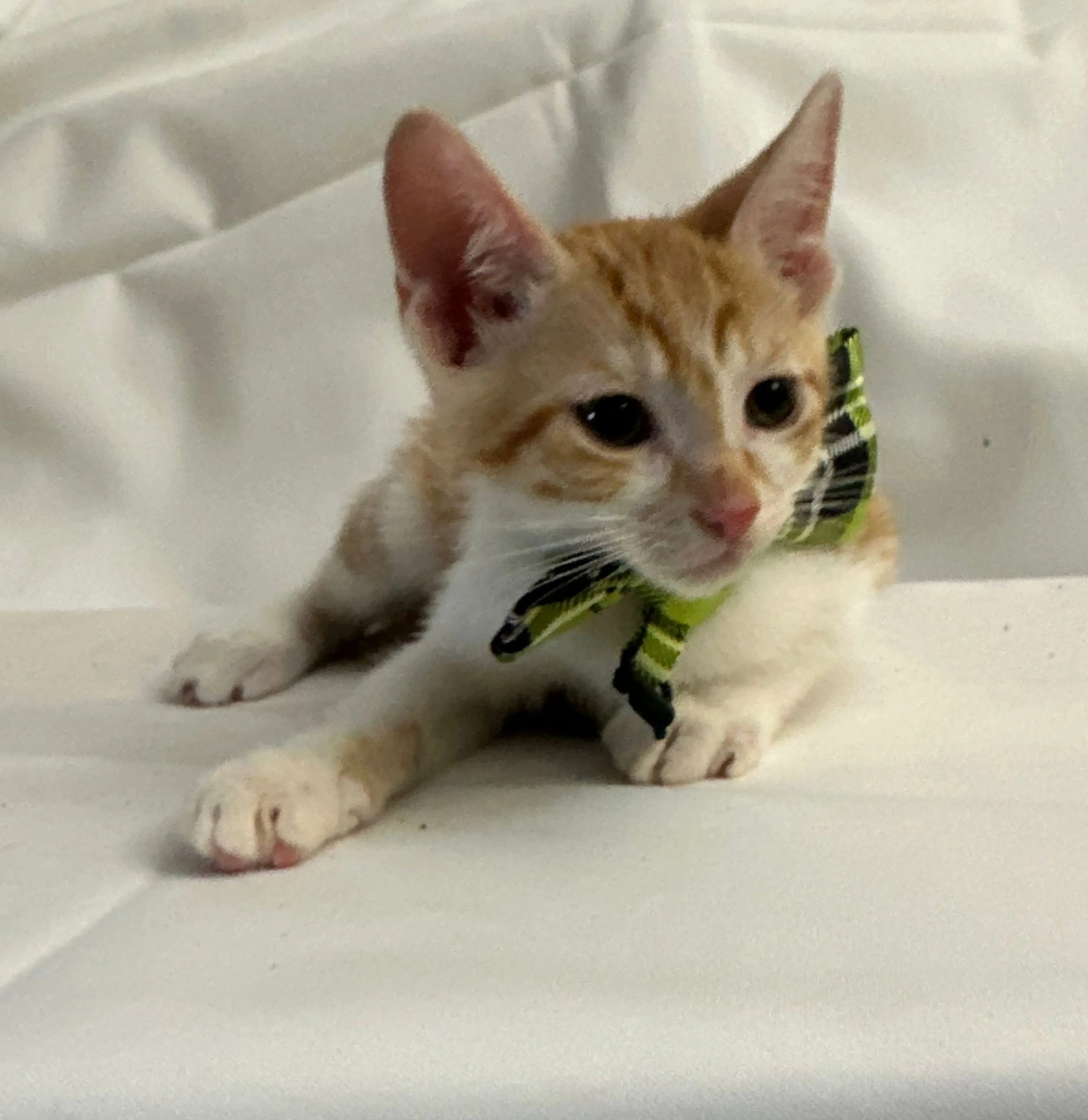 Found pet-2