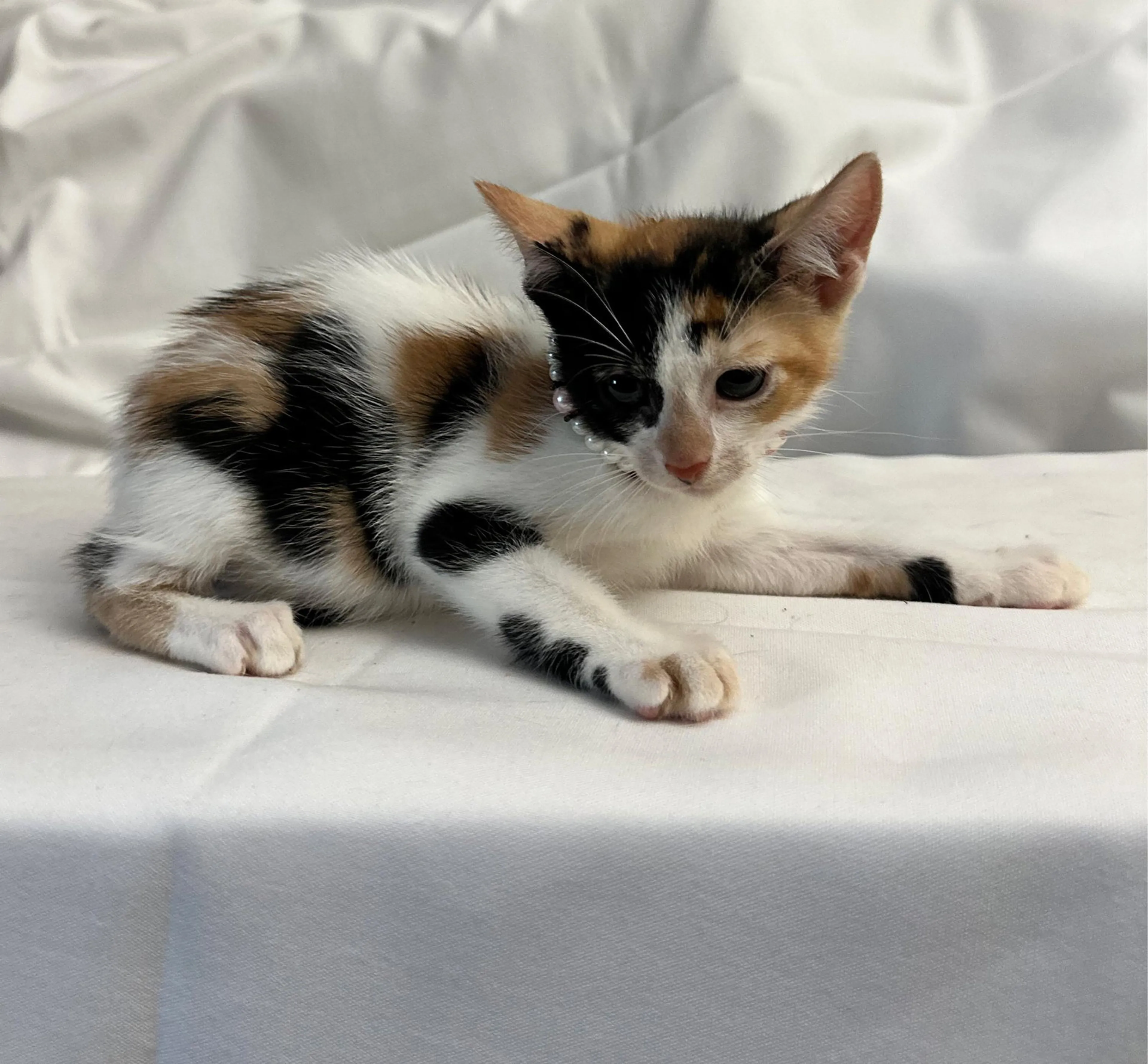 Found pet-3