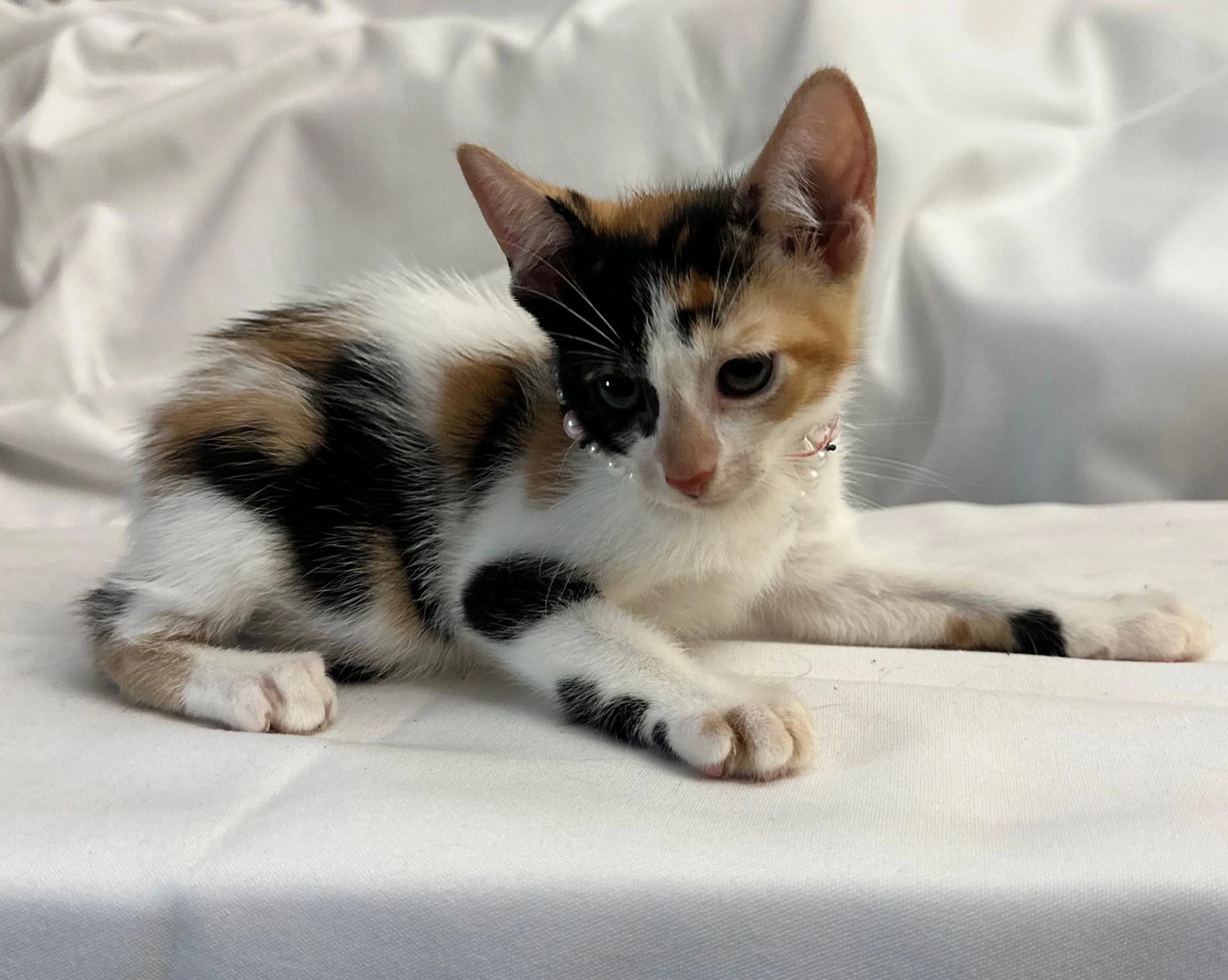 Found pet-1